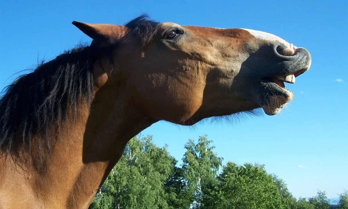 Horse Height Hh Hands And Cm Centimetres Conversion