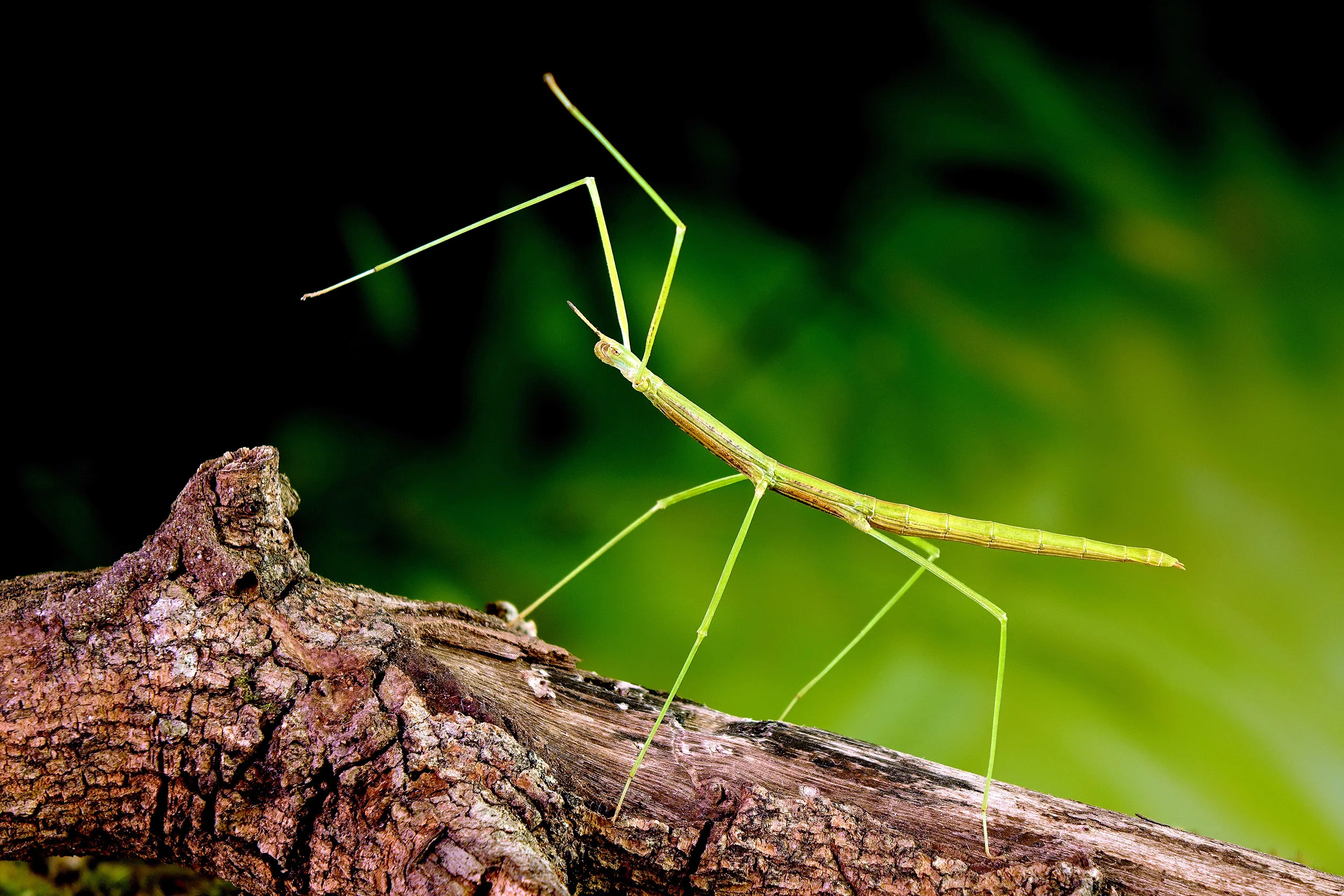 How Do Flightless Stick Insects Spread Around The World