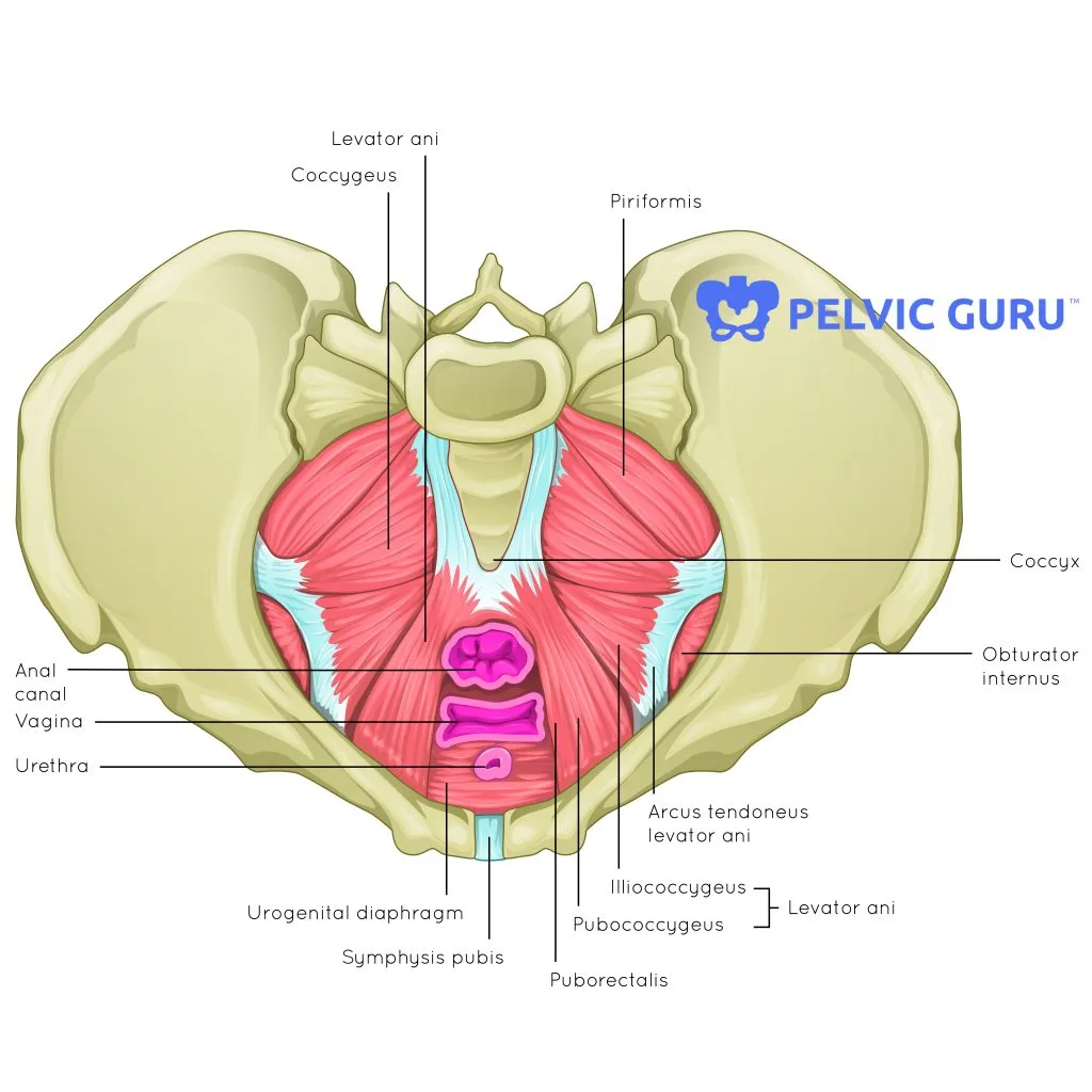 How Do I Know If I Have Pelvic Floor Dysfunction Hudson Valley Physical Therapy