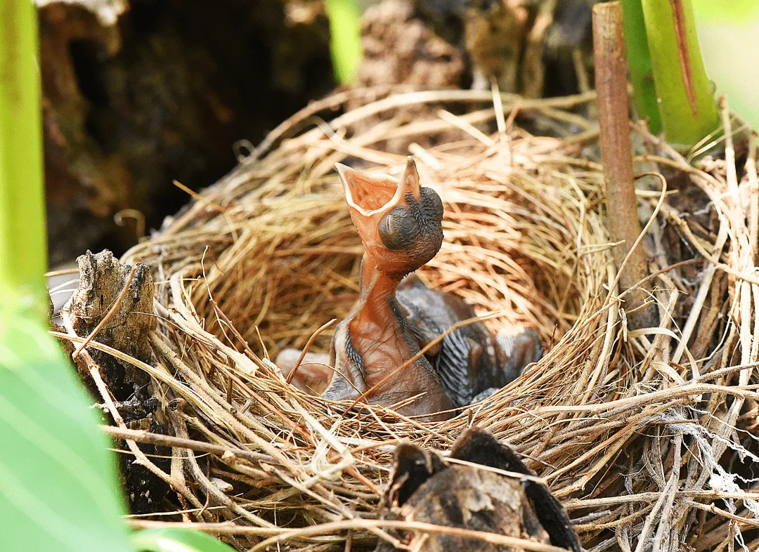 How Long Do Baby Birds Stay In The Nest Happy Birding