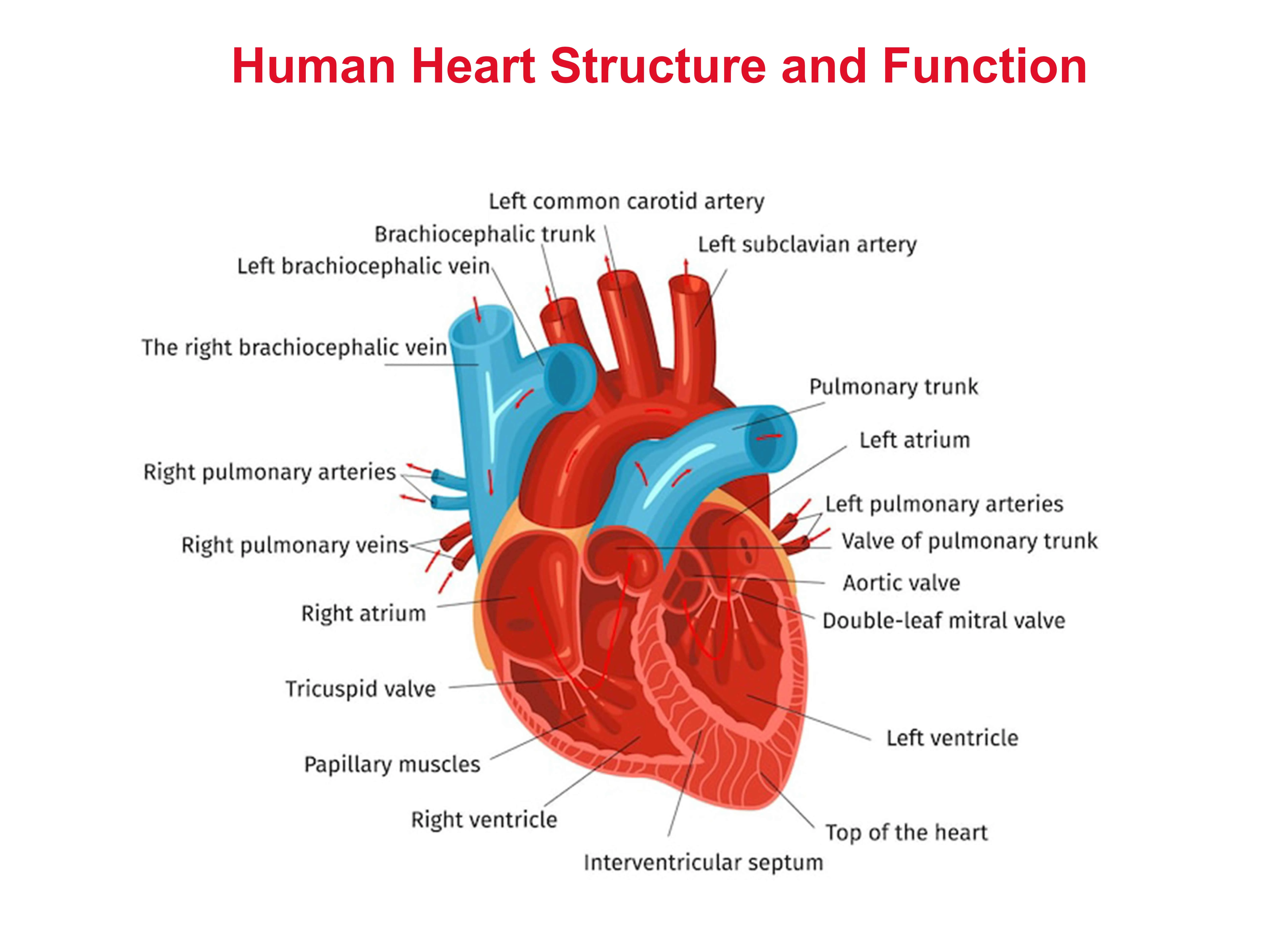How The Heart And Circulatory System Works Dr Raghu