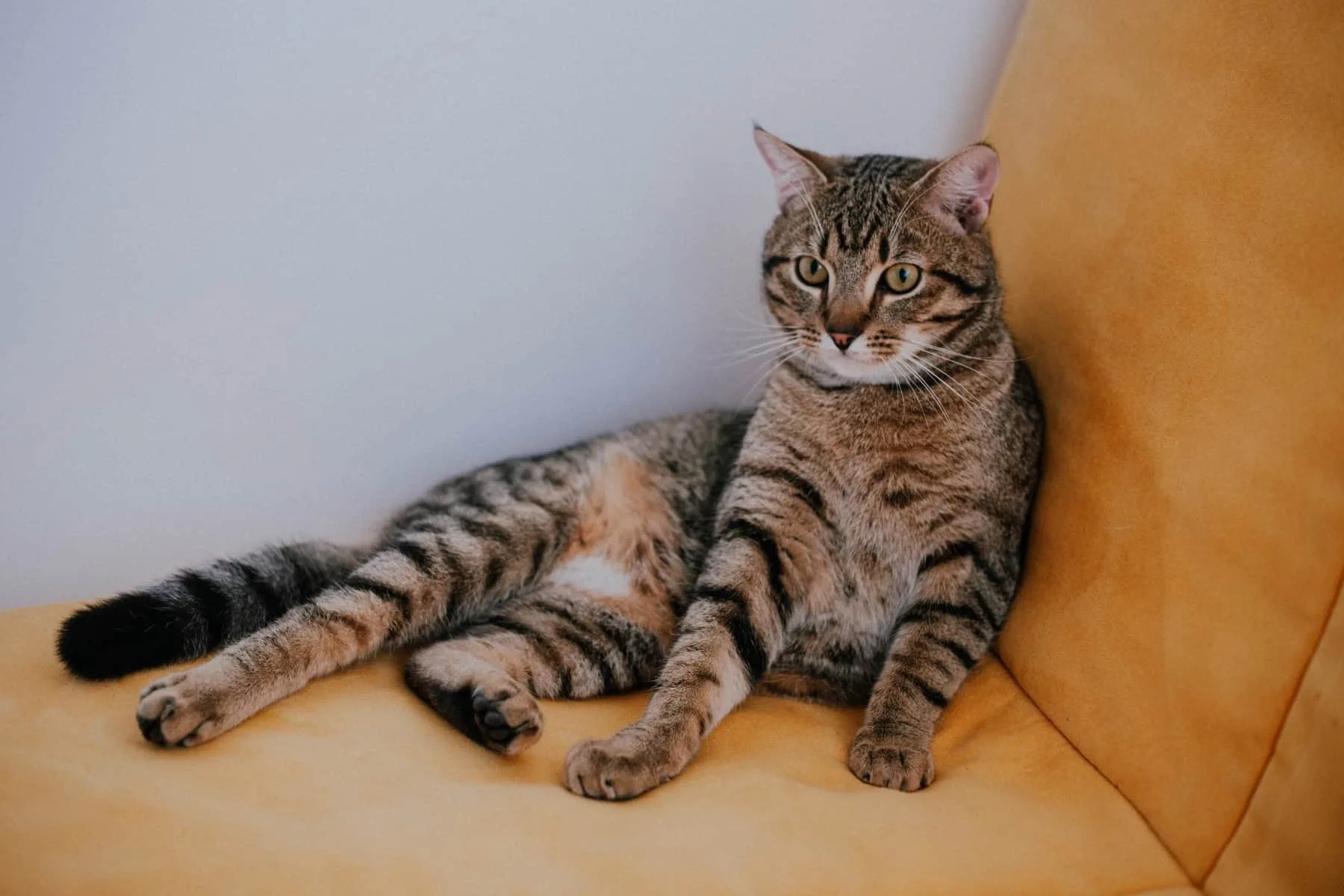 How To Cat Proof Your Home 10 Key Steps Checklist