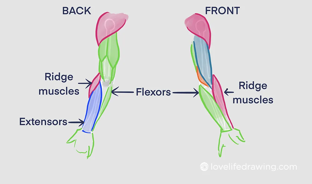 How To Draw Arms Beginner To Pro Love Life Drawing