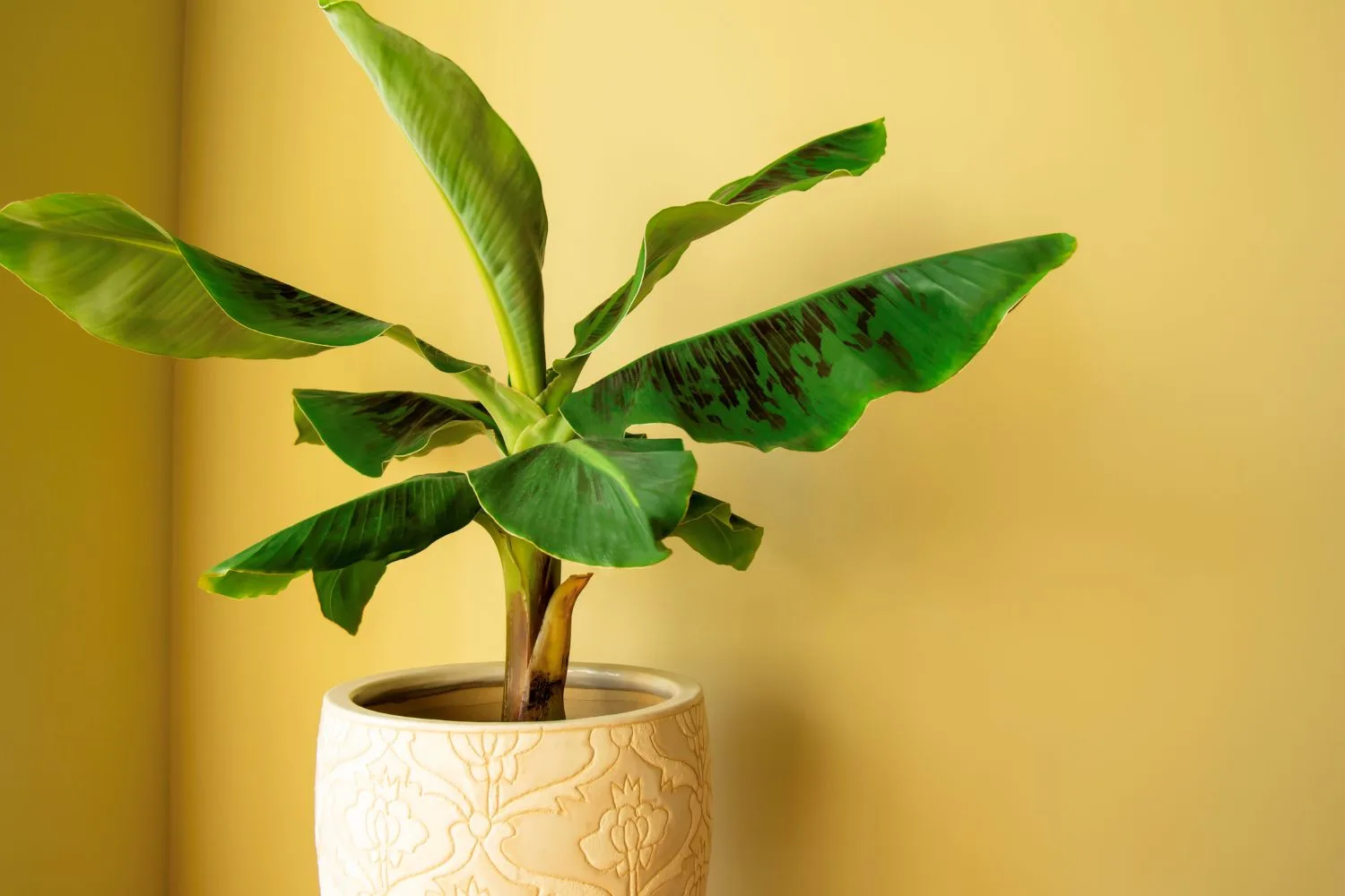 How To Grow And Care For A Banana Plant Indoors
