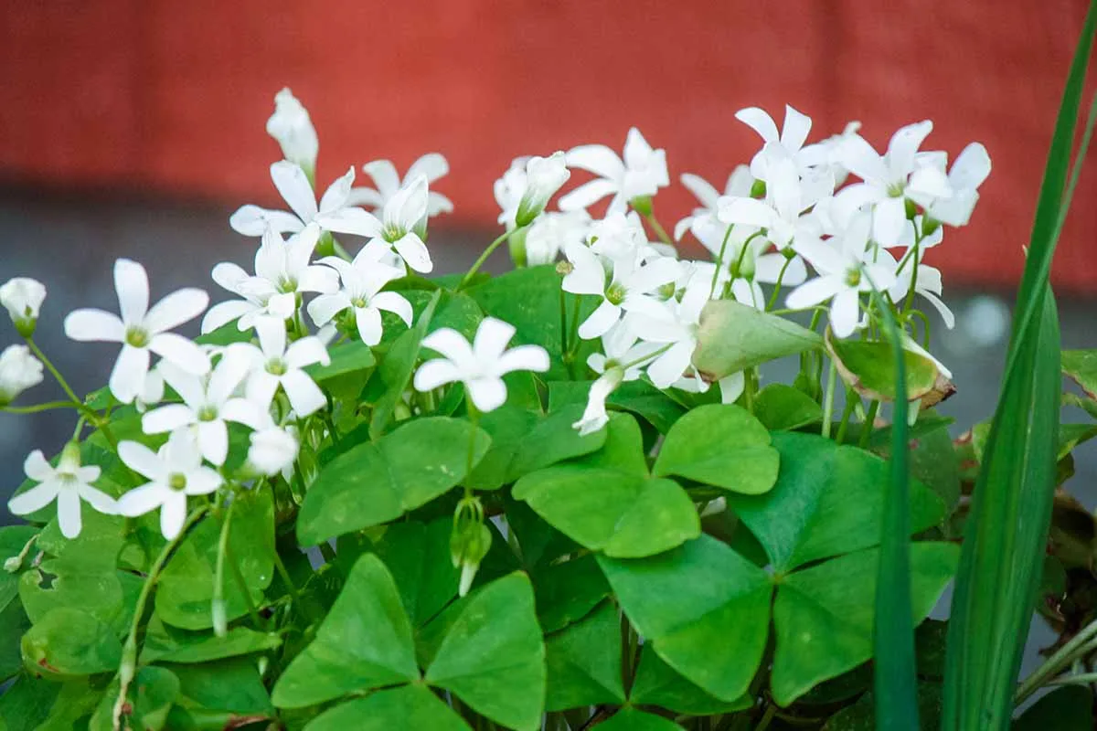 How To Grow And Care For Jade Plants Indoors Gardener S Path