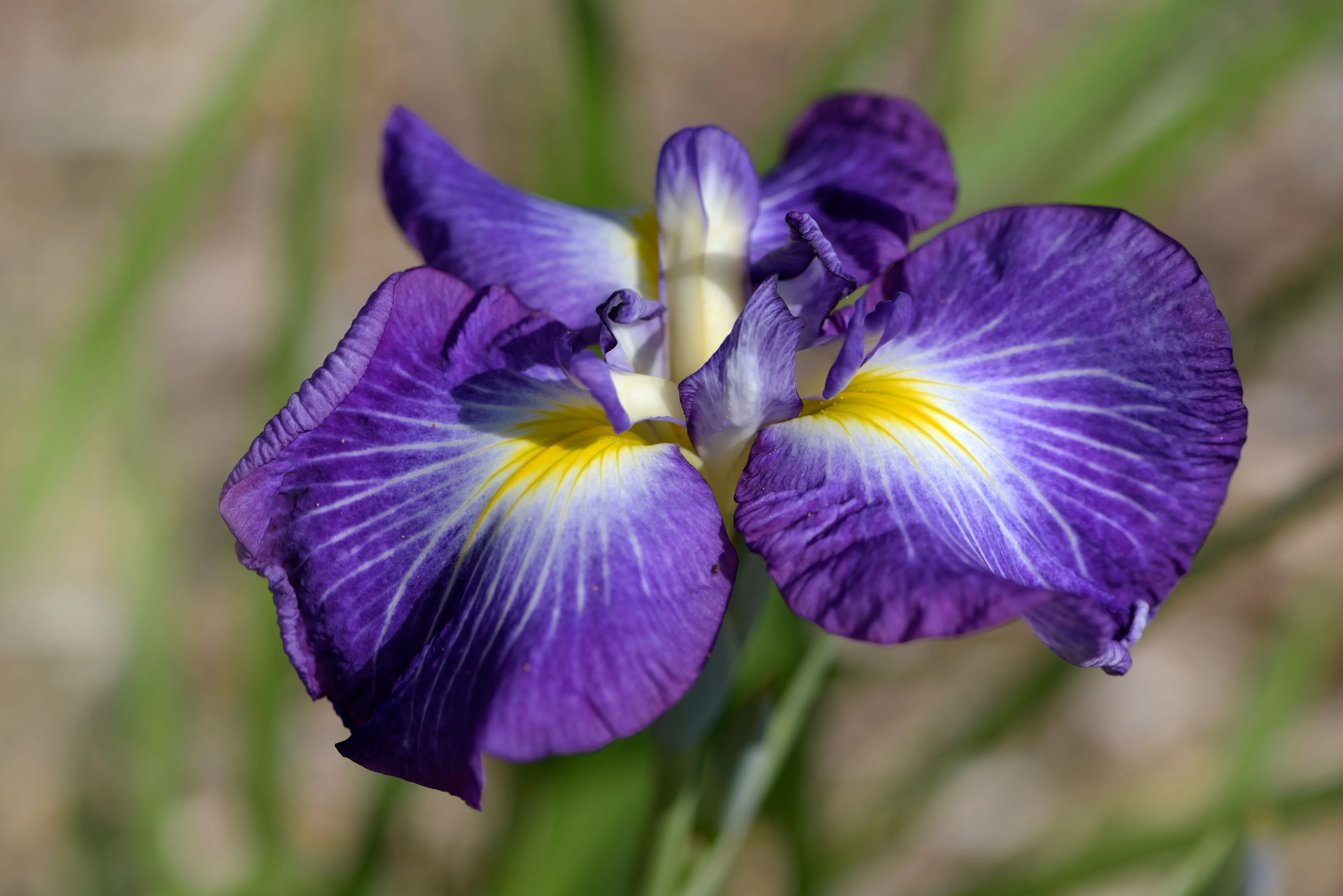 How To Grow And Care For Japanese Iris