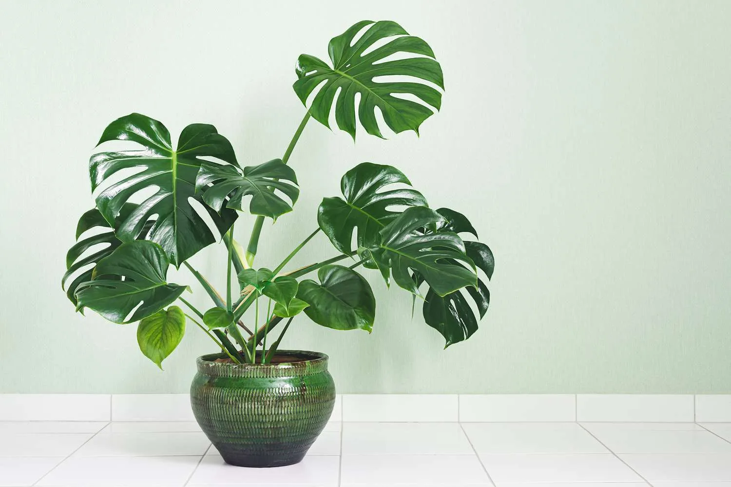 How To Grow And Care For Monstera Plants