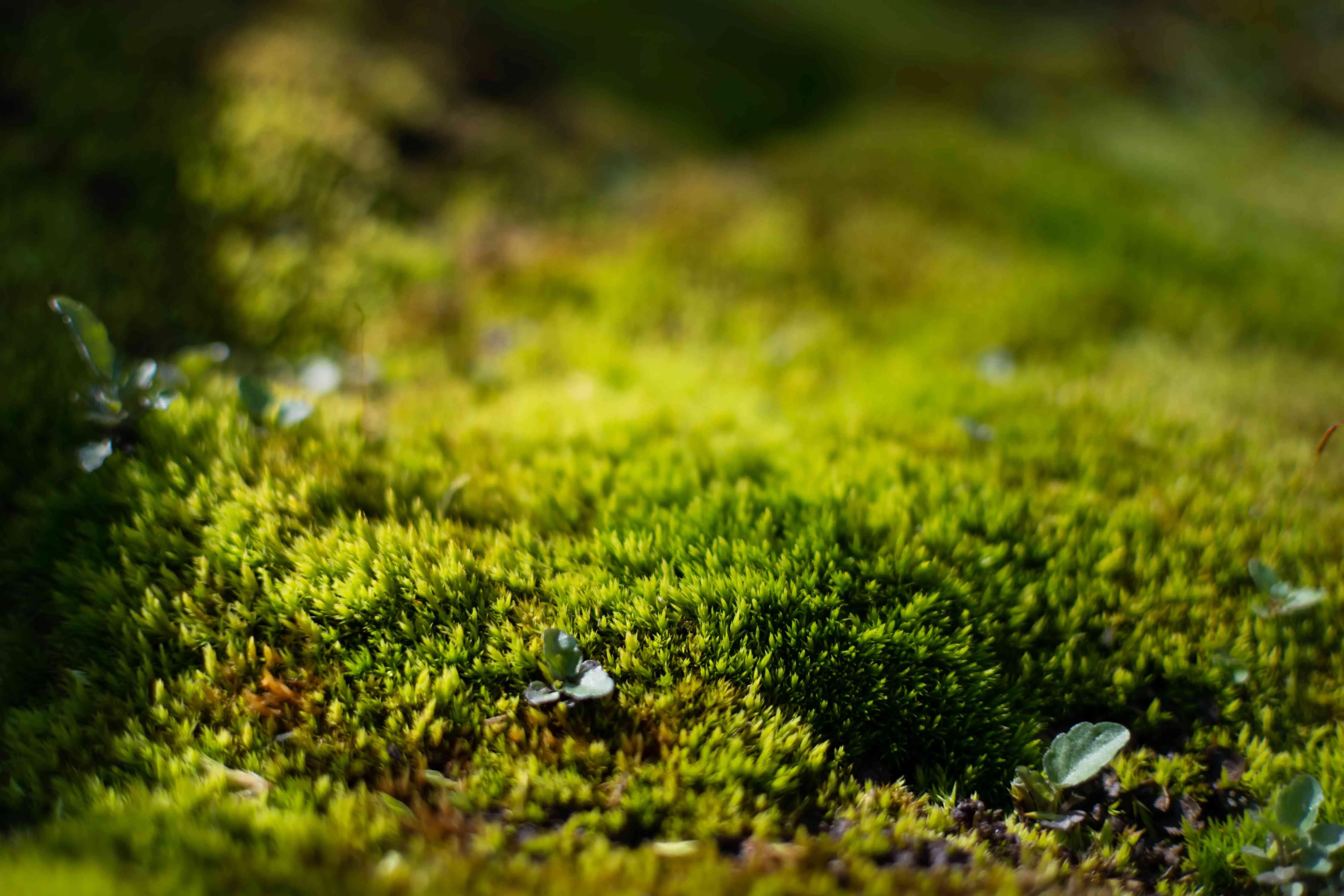How To Grow Moss