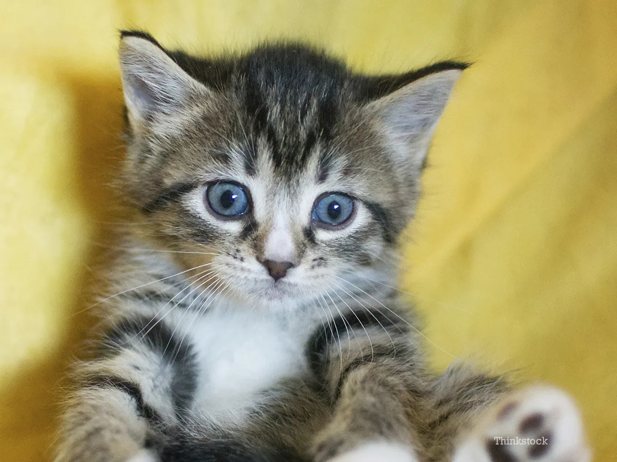 How To Introduce A New Cat To The Home