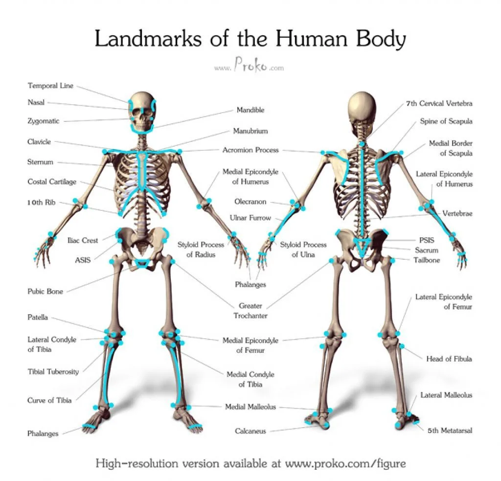 Human Anatomy Human Anatomy For Artists Human Anatomy Art