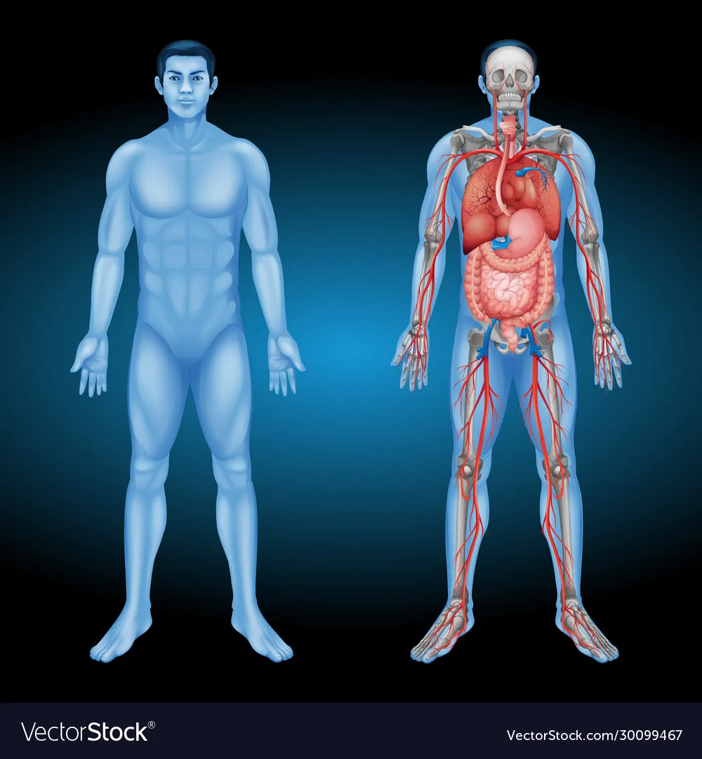 Human Anatomy Images Free