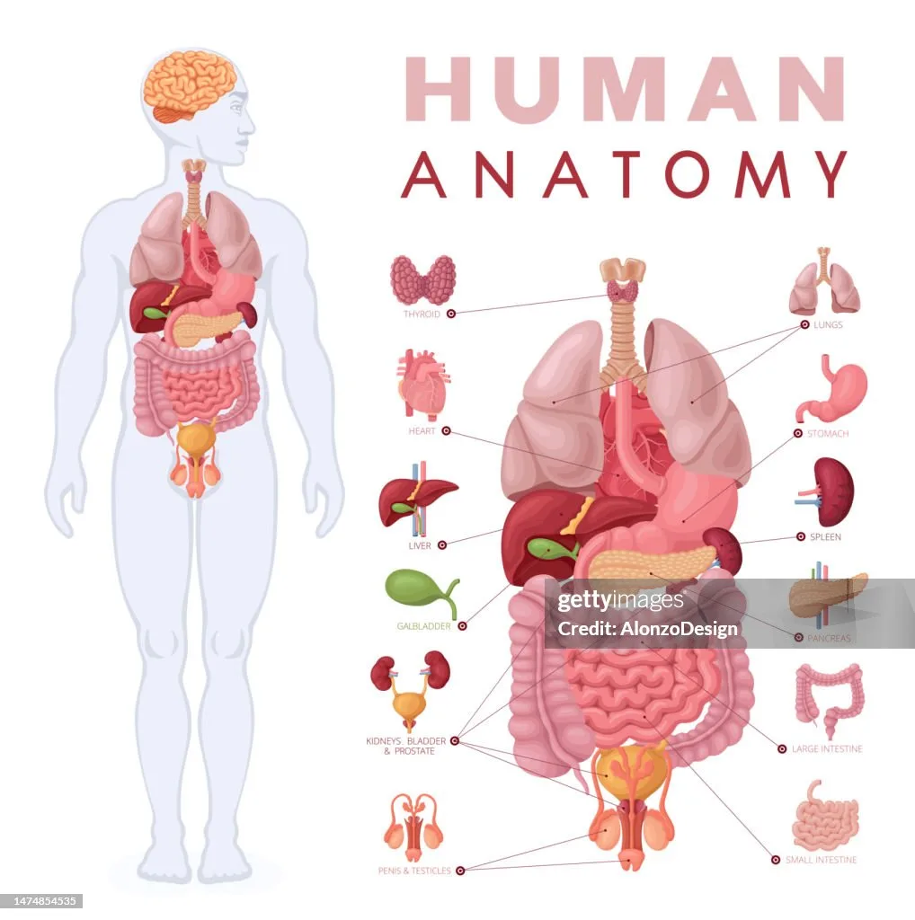 Human Anatomy Male Body And Organs Diagram High Res Vector Graphic Getty Images