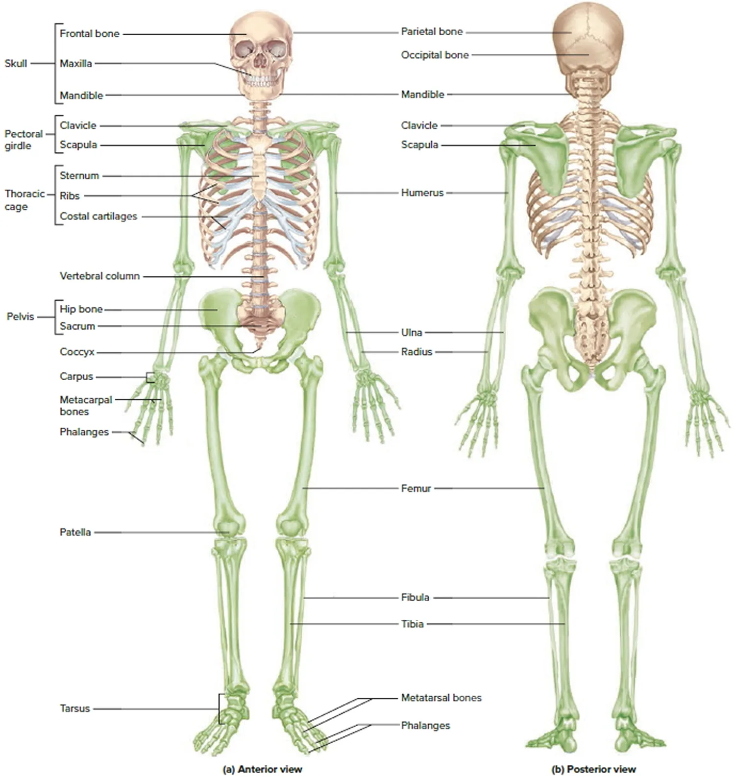 Human Body Bones Diagram Labelled