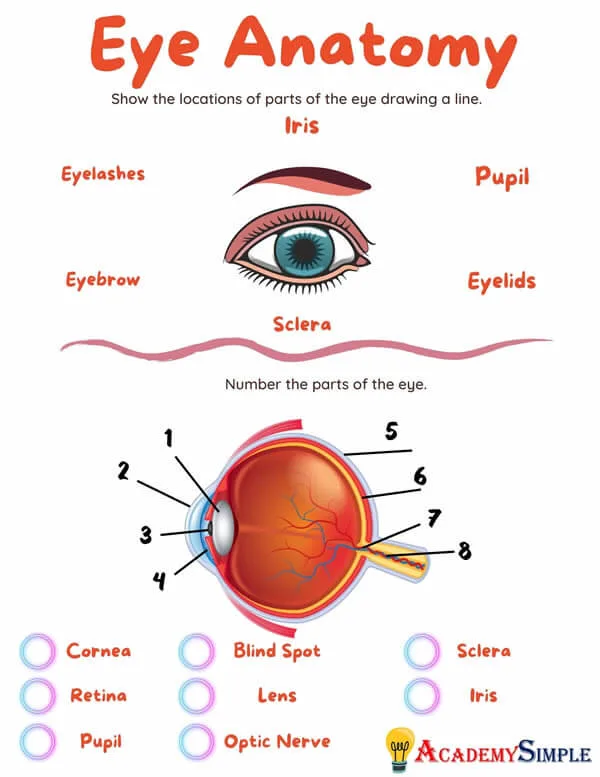 Human Body Parts Of The Eye Eye Anatomy Academy Simple