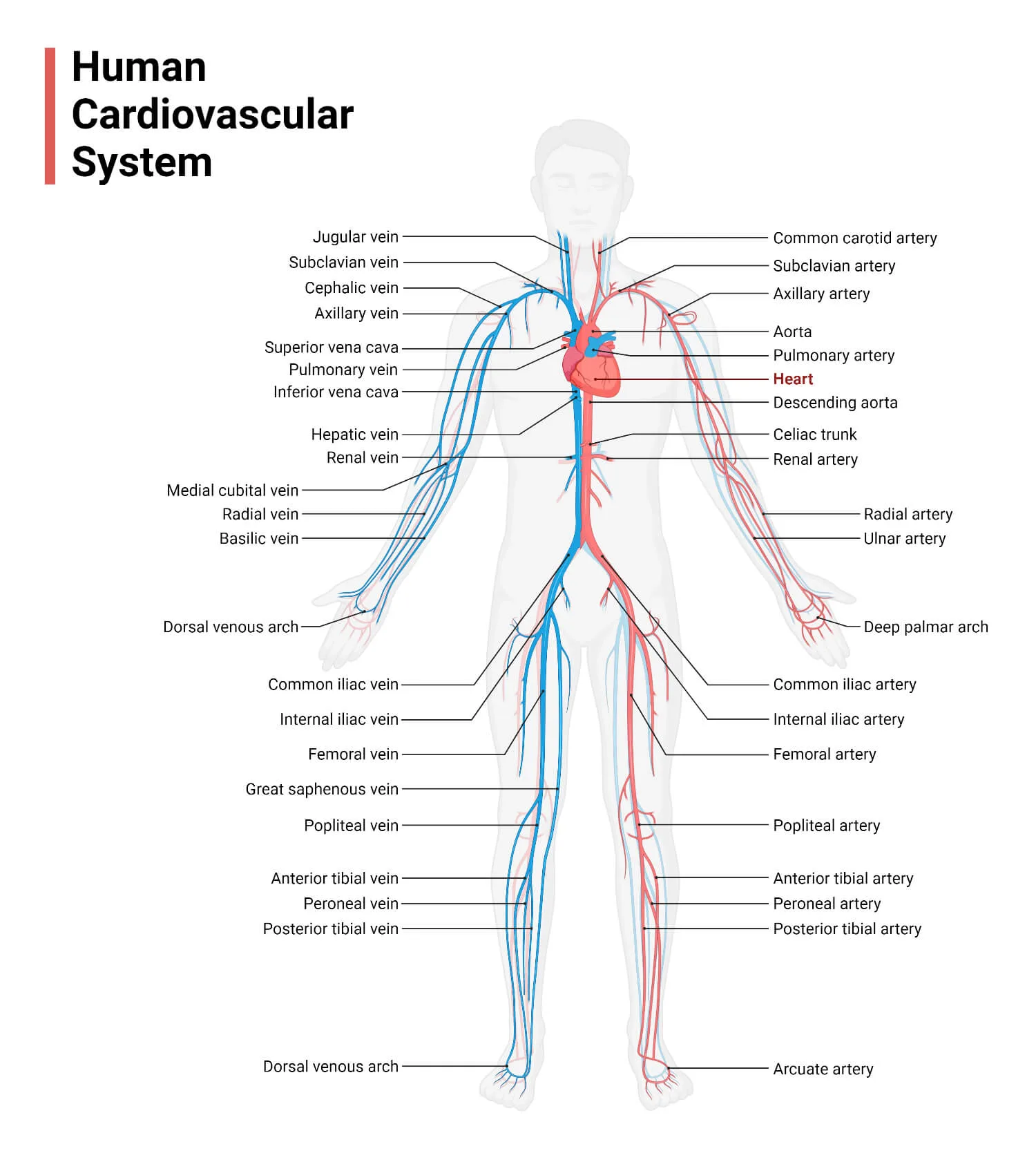 Human Cardiovascular System Organs Functions Diseases