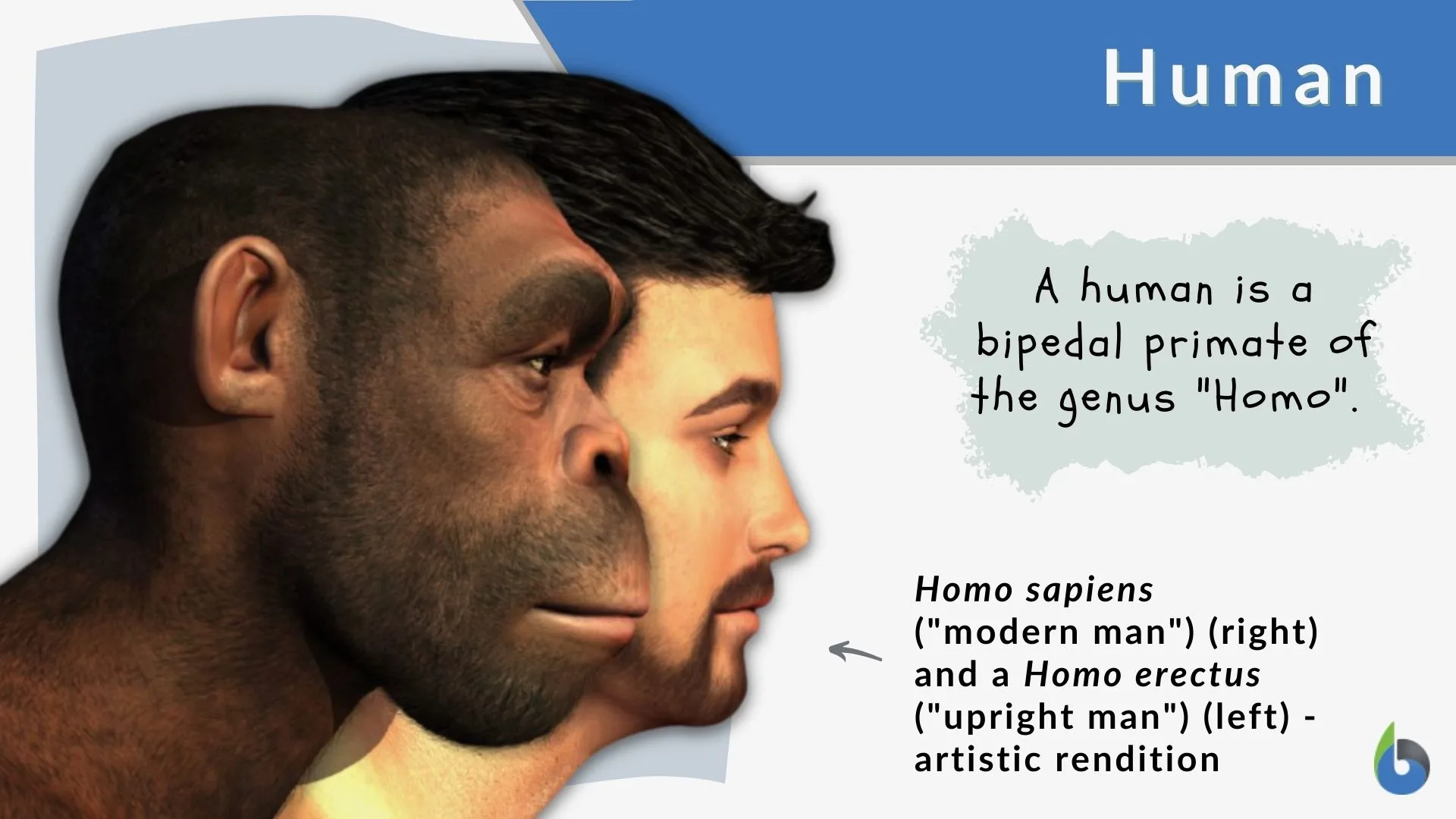Human Definition And Examples Biology Online Dictionary