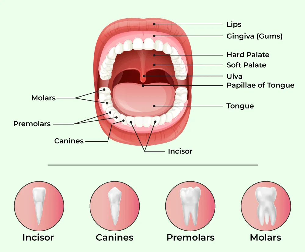 Human Digestive System Anatomy Functions And Diseases Geeksforgeeks