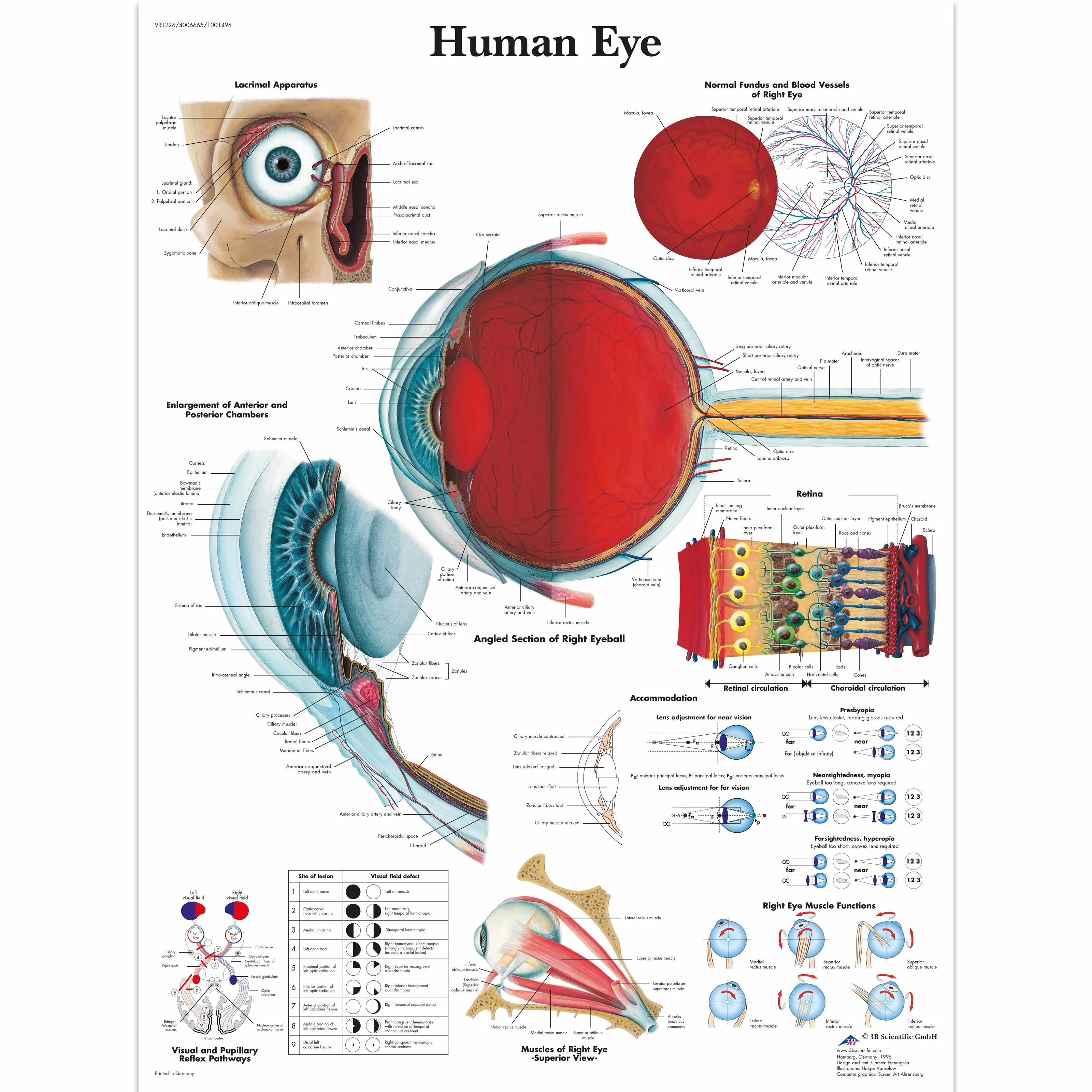Human Eye Chart 1001496 3B Scientific Vr1226L Ophthalmology Charts And Posters