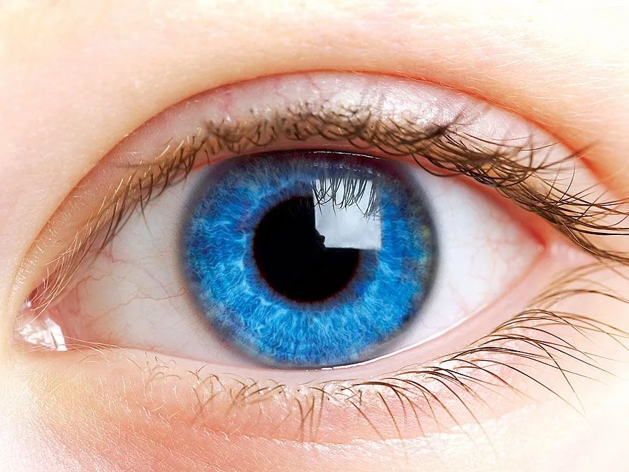 Human Eye Definition Anatomy Diagram Function Facts Britannica