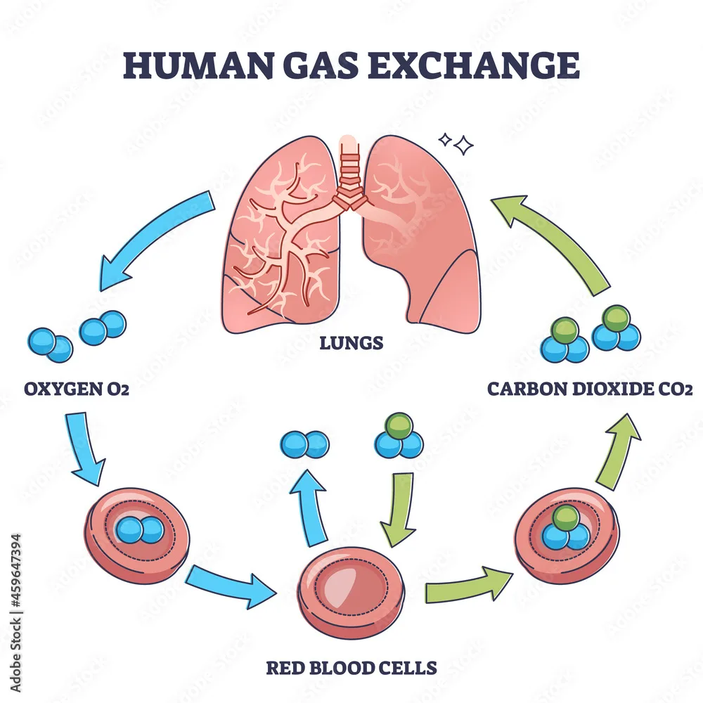 Human Gas Exchange Process With Oxygen Cycle Explanation Outline Diagram Labeled Educational