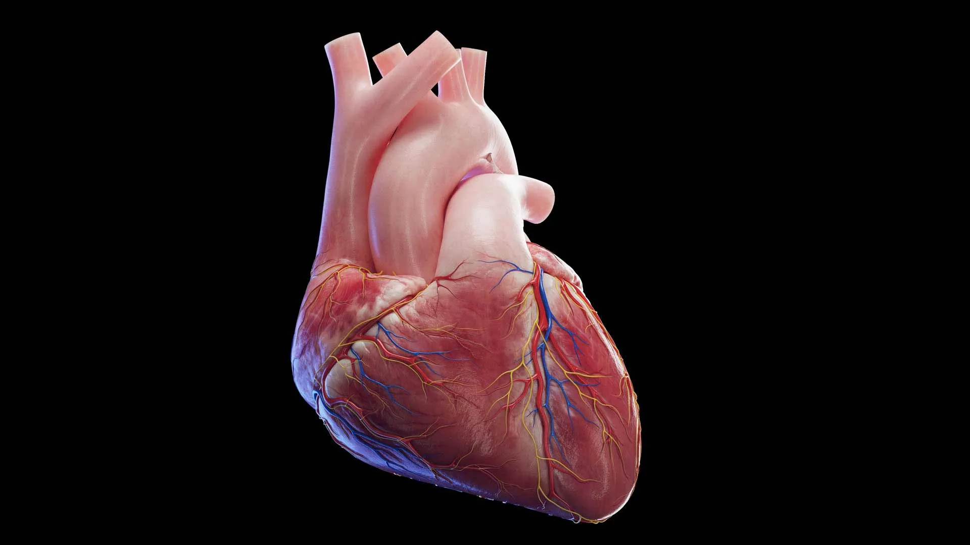 Human Heart Complete Anatomy Animated Sciepro