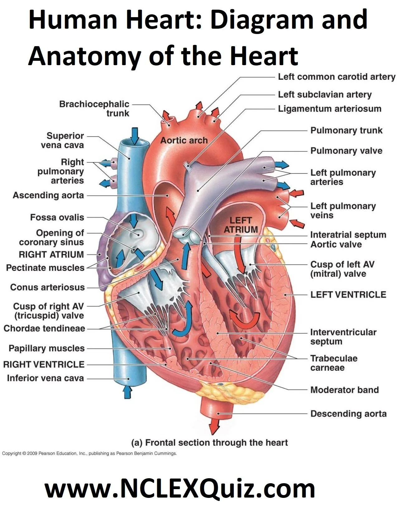 Human Heart Diagram And Anatomy Of The Heart Studypk Heart Anatomy Human Heart Anatomy
