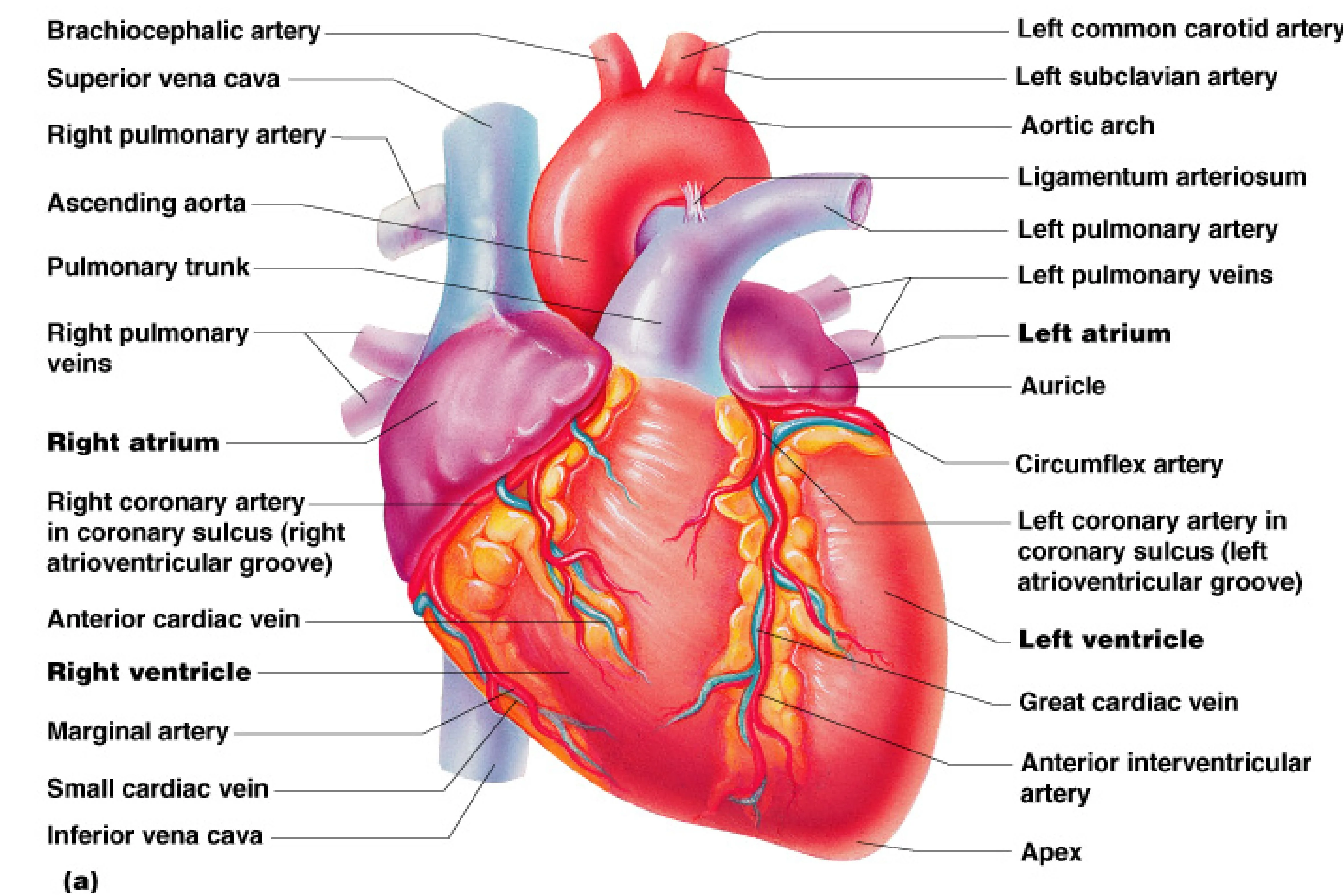 Human Heart Wallpapers Wallpaper Cave