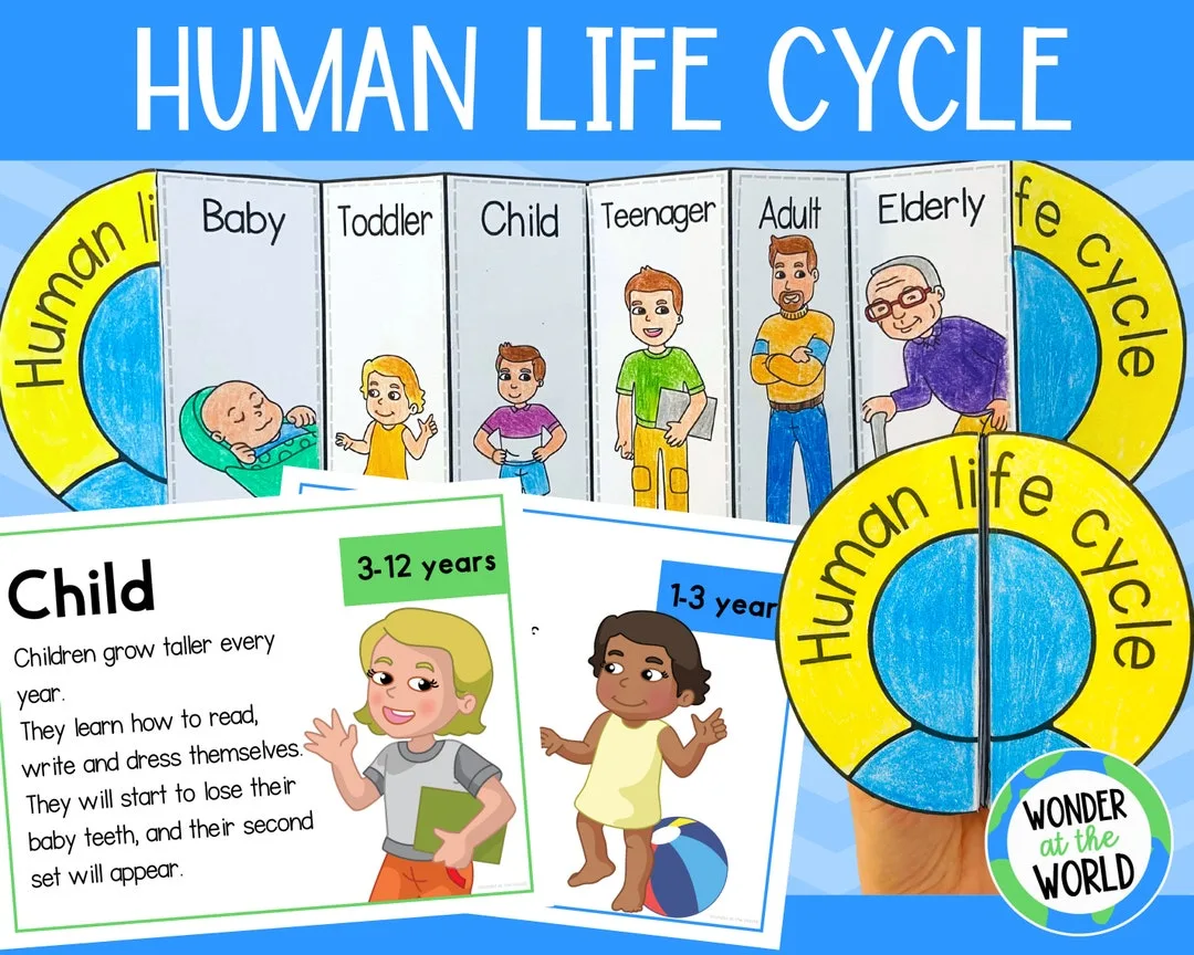 Human Life Cycle Diagram Stages Lifecycle Chart
