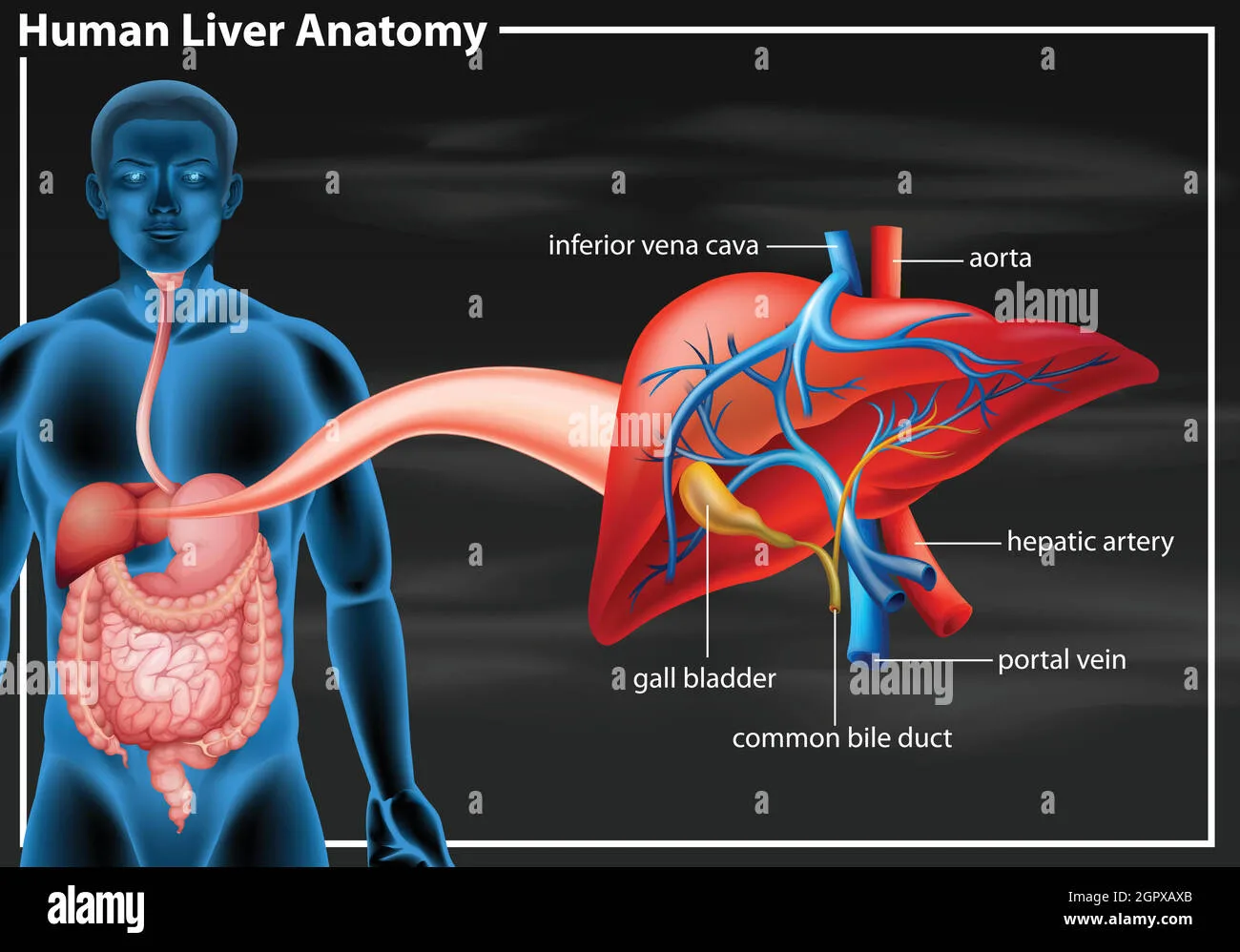 Human Liver Anatomy Diagram Stock Vector Image Art Alamy