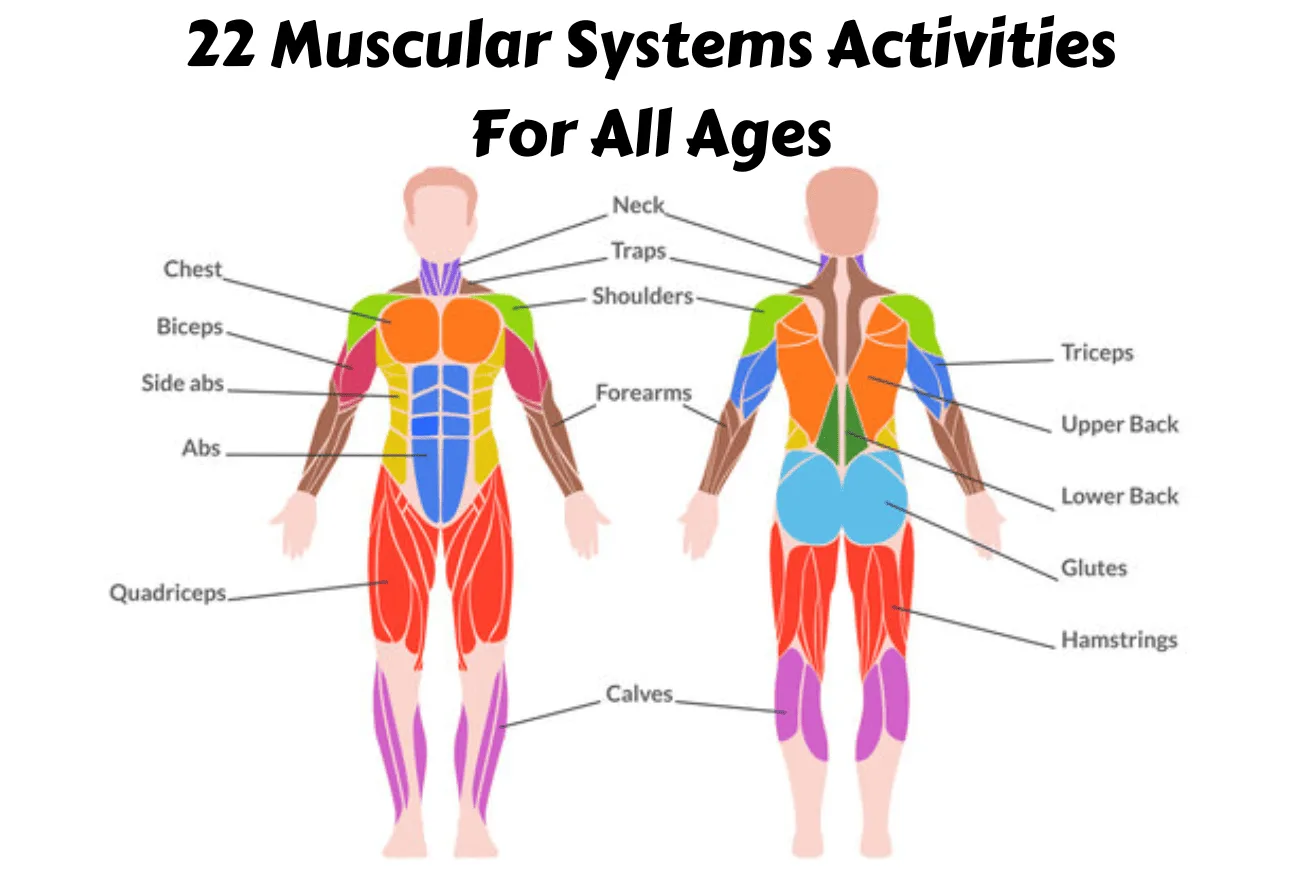 Human Muscle Diagram For Kids