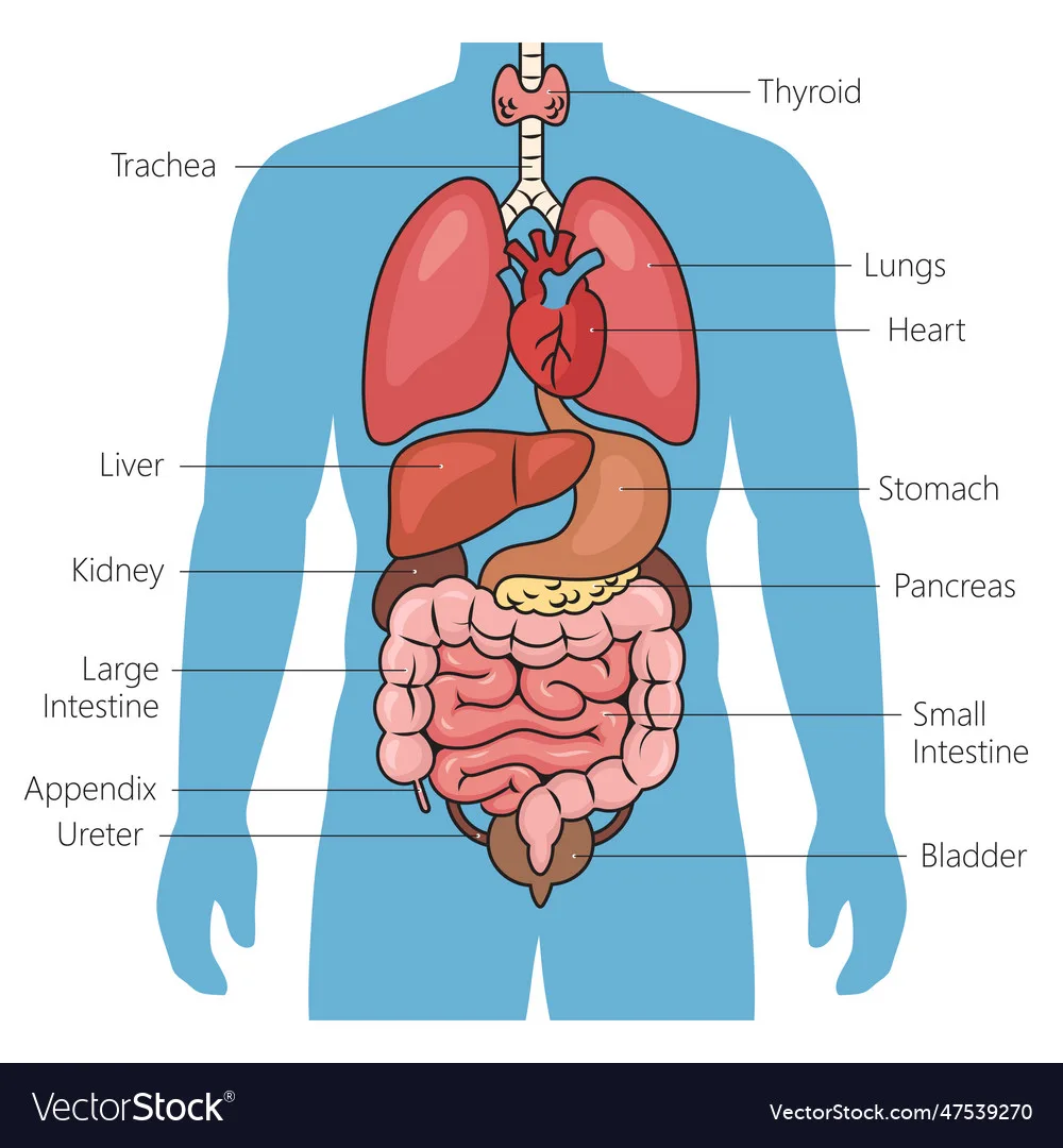 Human Organs Labeled