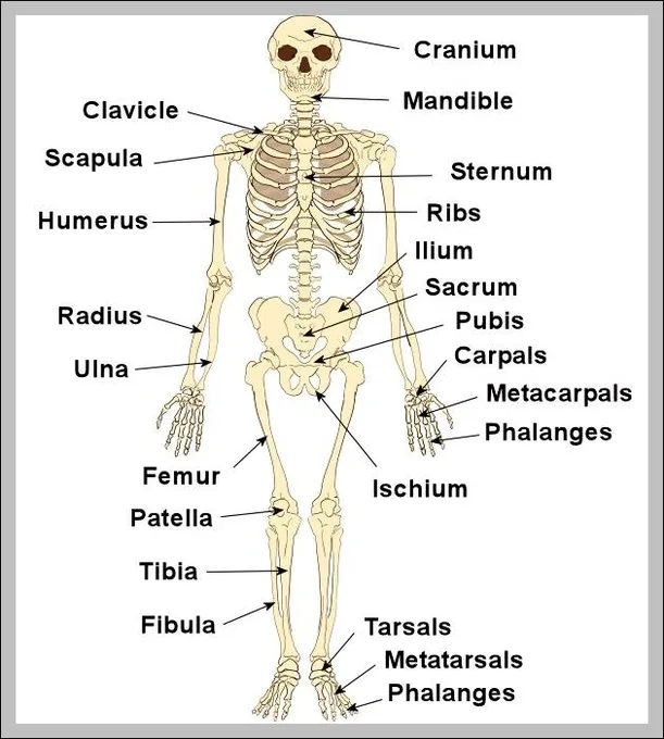 Human Skeletal System Labeled
