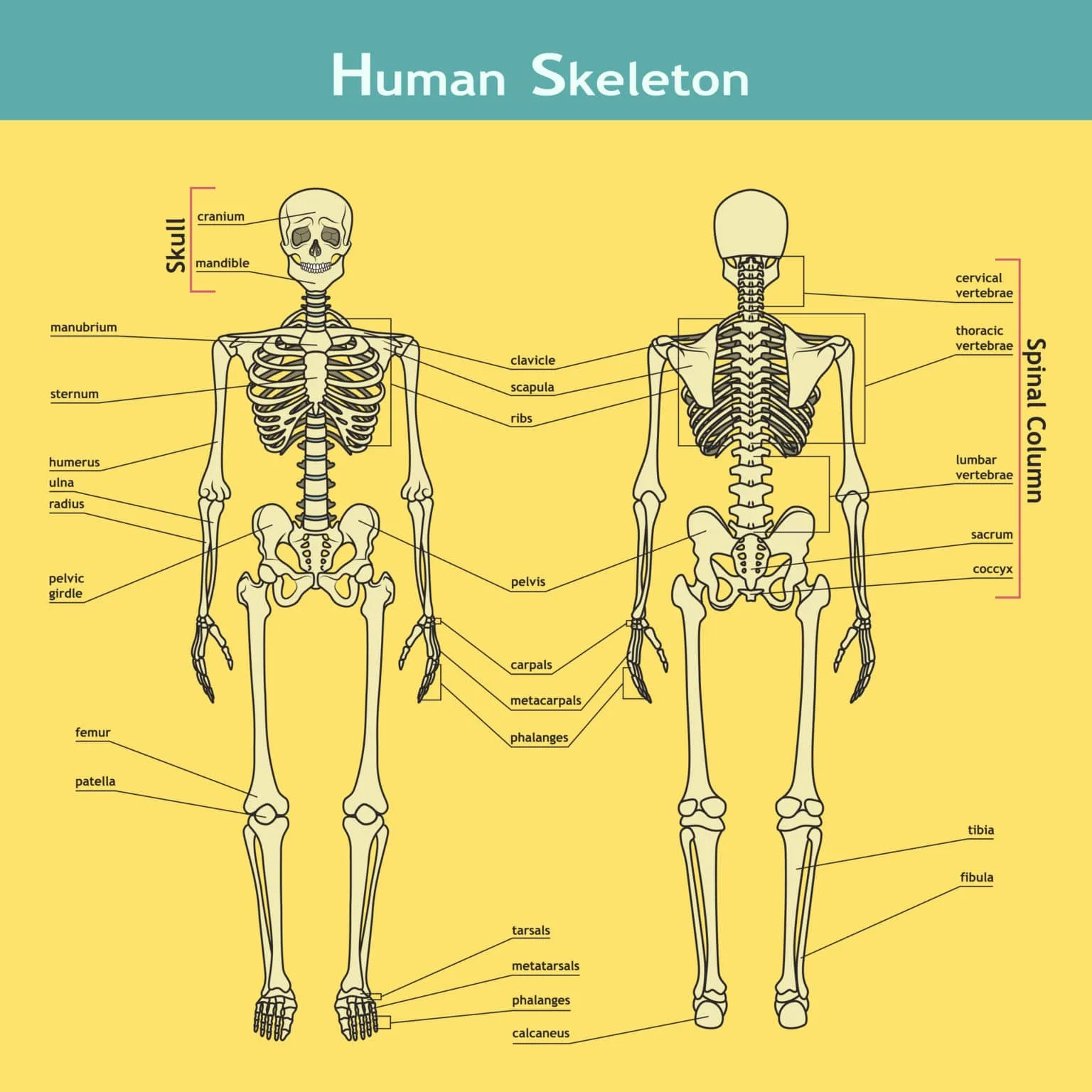 Human Skeleton Diagram Bones
