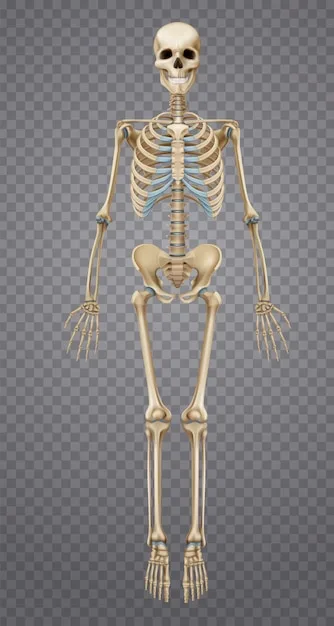 Human Skeleton Hd Images
