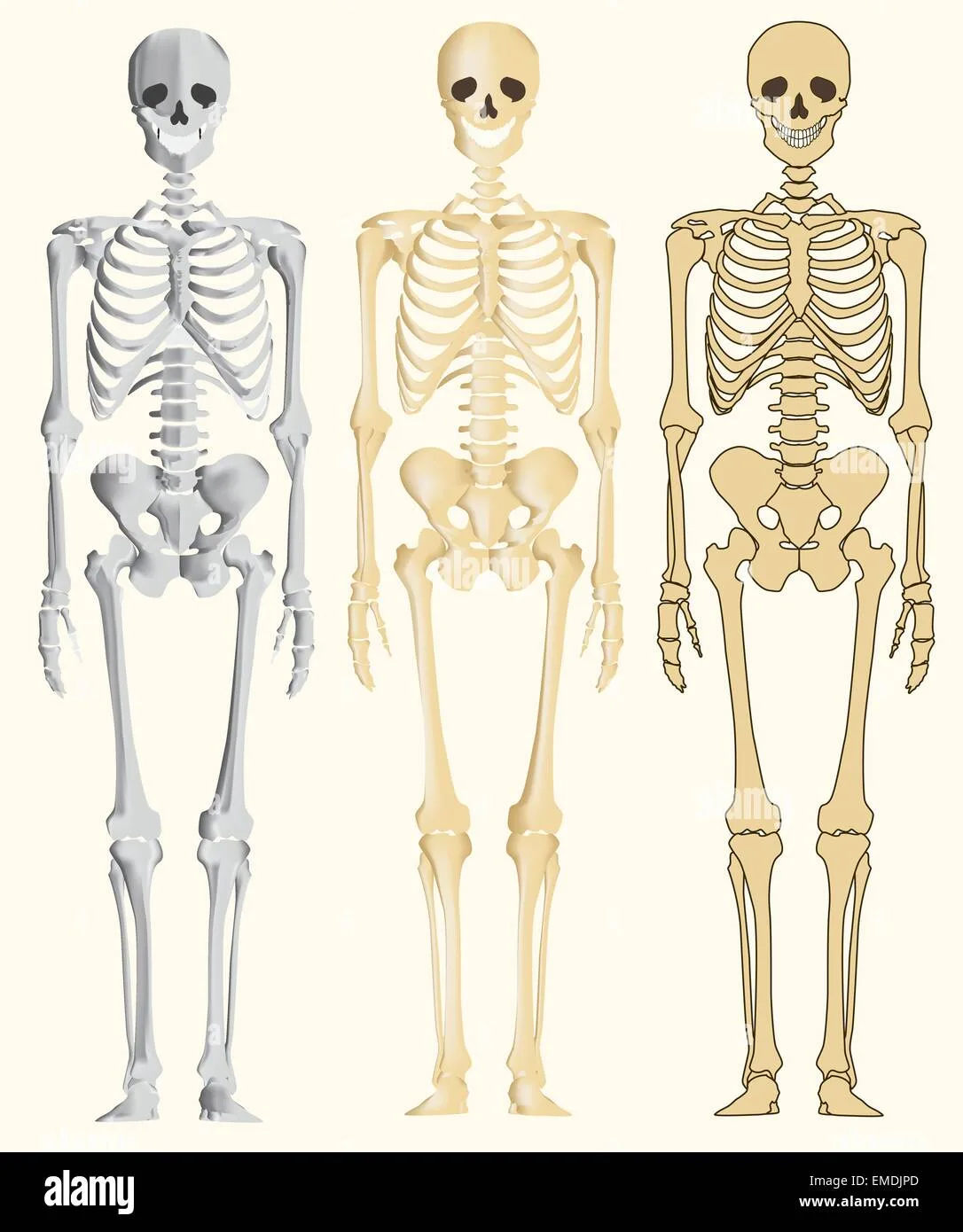 Human Skeleton Stock Vector Images Alamy