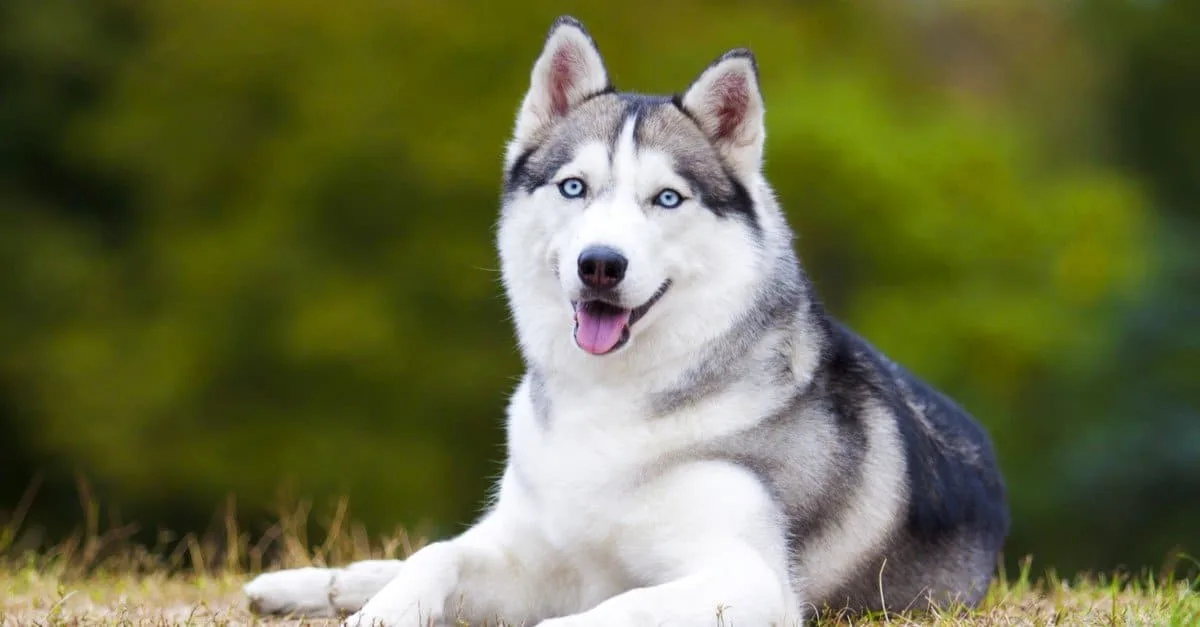 Husky Dog Breed Complete Guide A Z Animals
