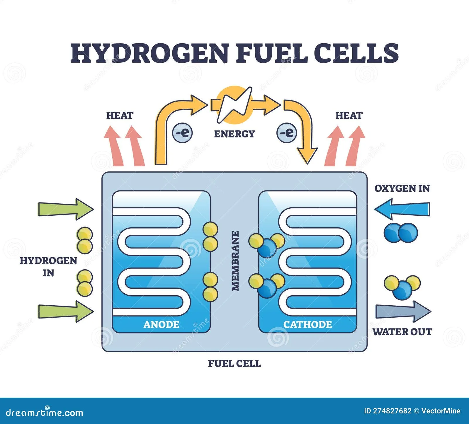 Hydrogen Fuel Cells Work Principle With Educational Structure Outline Diagram Stock Vector