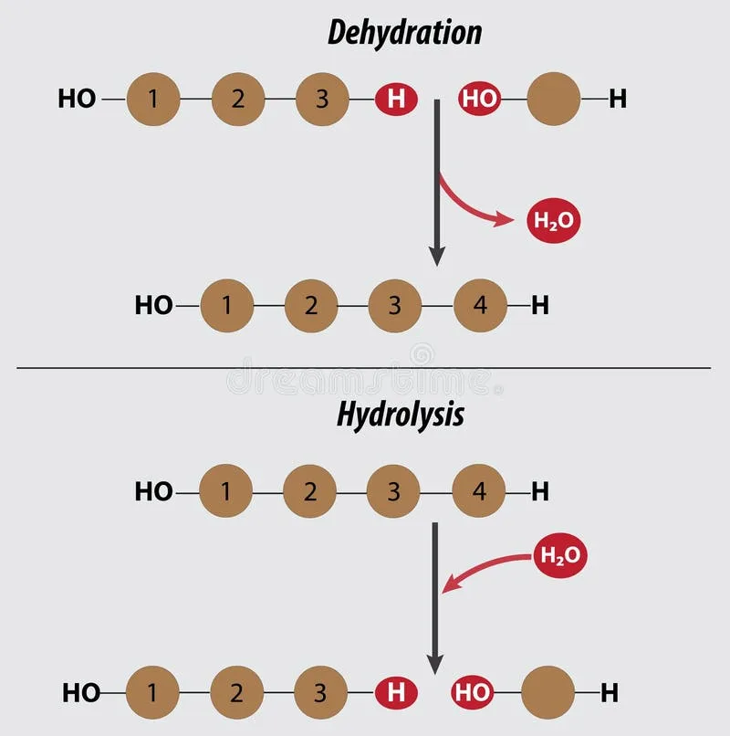 Hydrolysis Diagram
