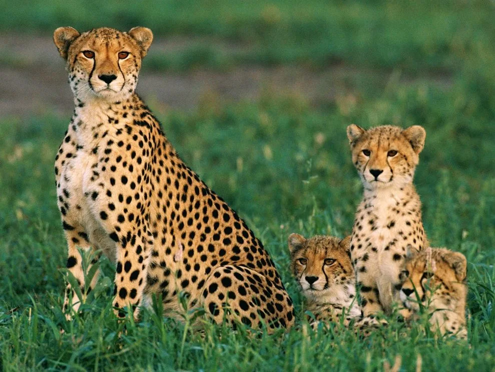 Image Animals Rule