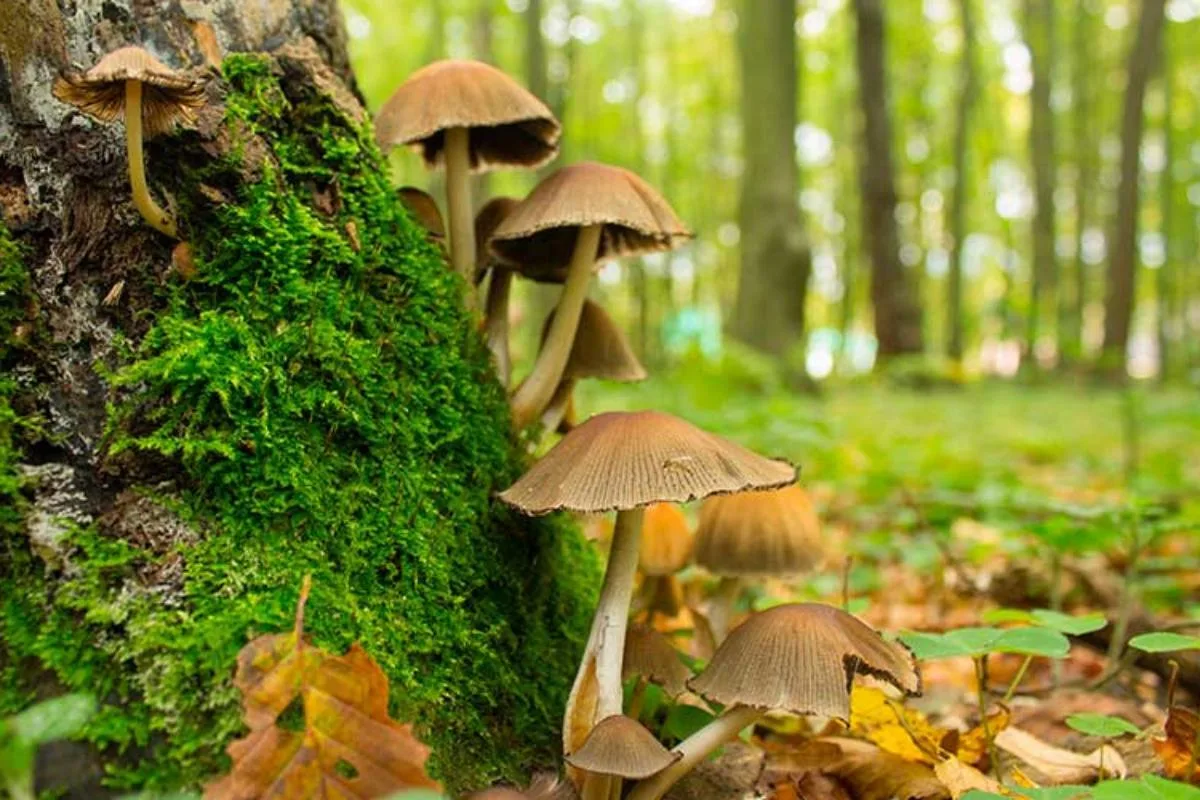 Imagens Do Reino Fungi Fdplearn