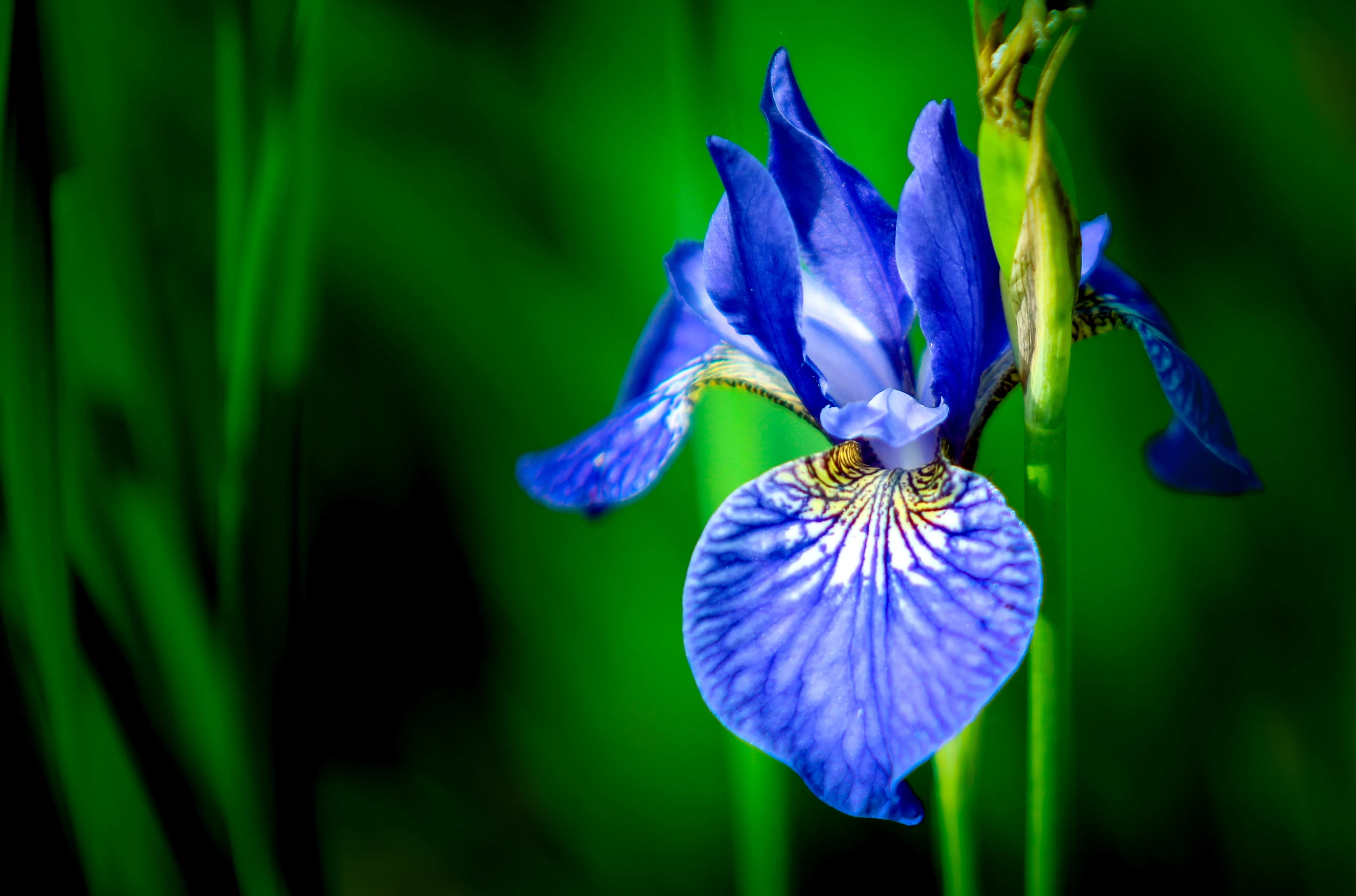 Images Gratuites Plante À Fleurs Bleu Fleur Iris Versicolor Pétale Iris Botanique
