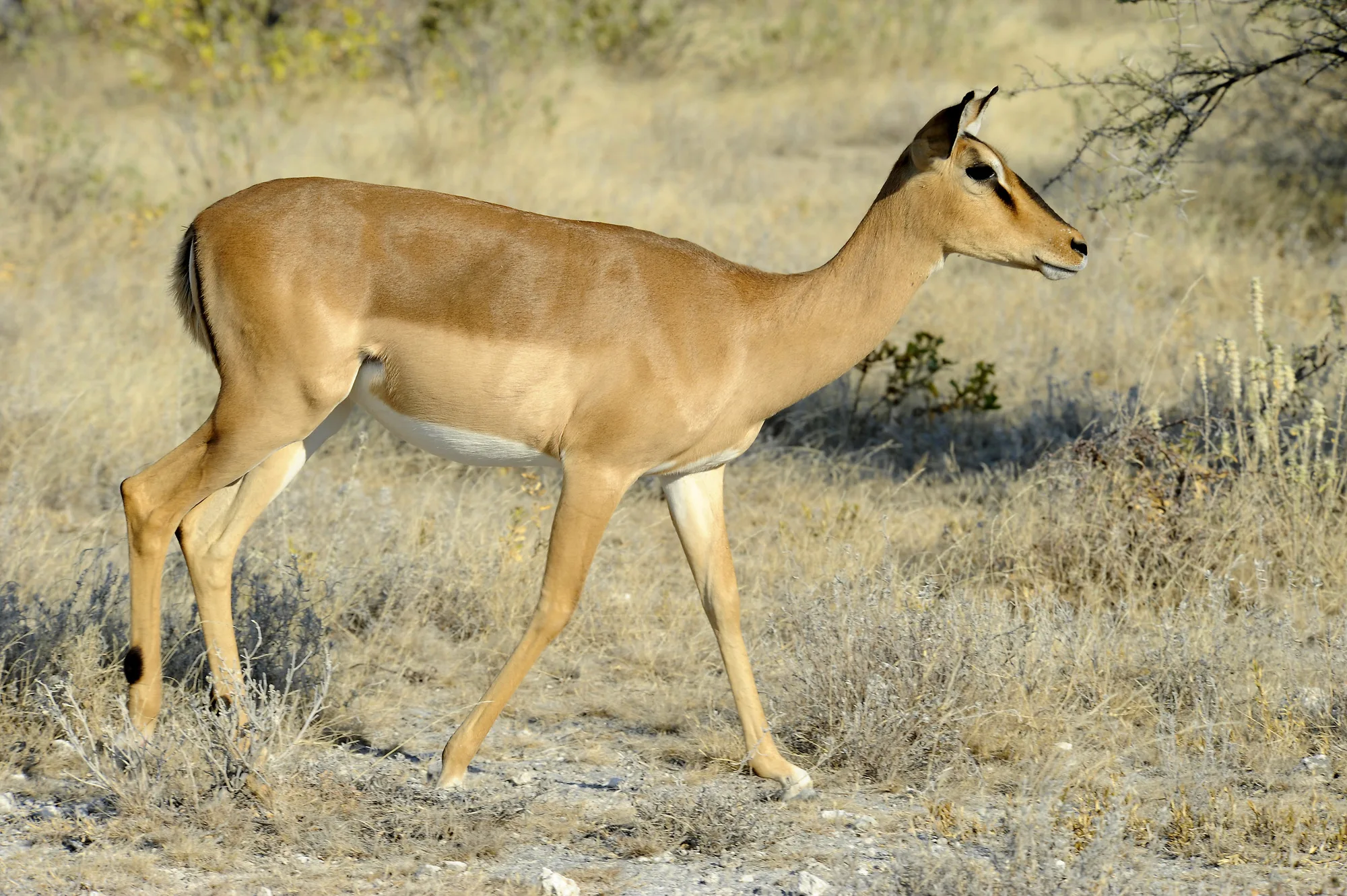 Impala 3 Etoscha Pictures Namibia In Global Geography