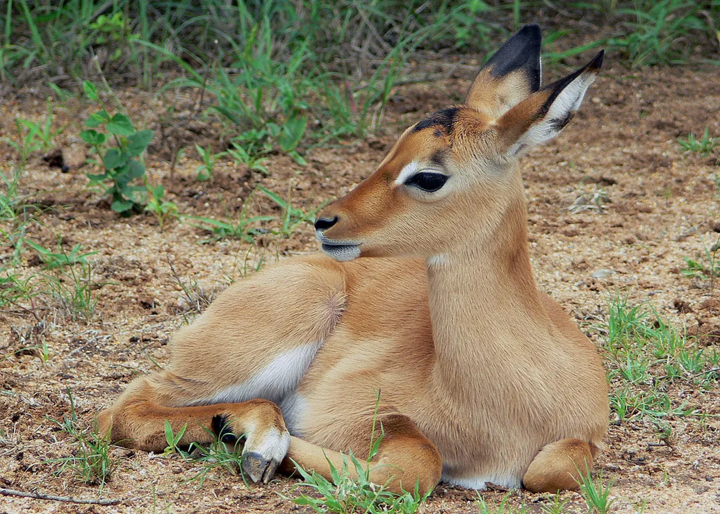 Impala