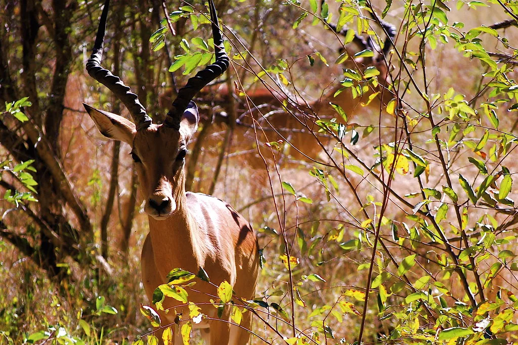 Impala Aepyceros Melampus An Impala Aepyceros Melampus Flickr