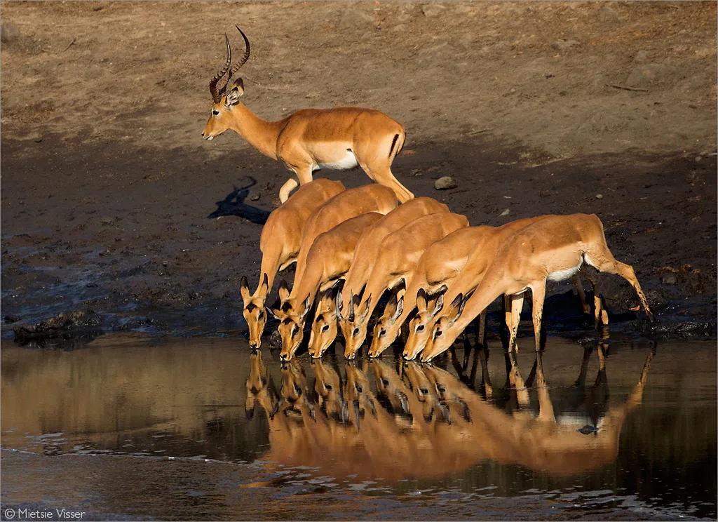 Impala Africa Geographic