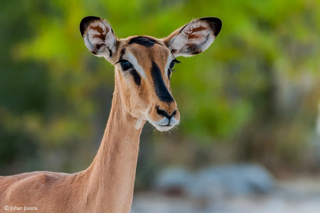 Impala Africa Geographic