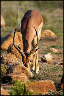 Impala An Impala At The Pilanesberg Game Reserve In The No Flickr