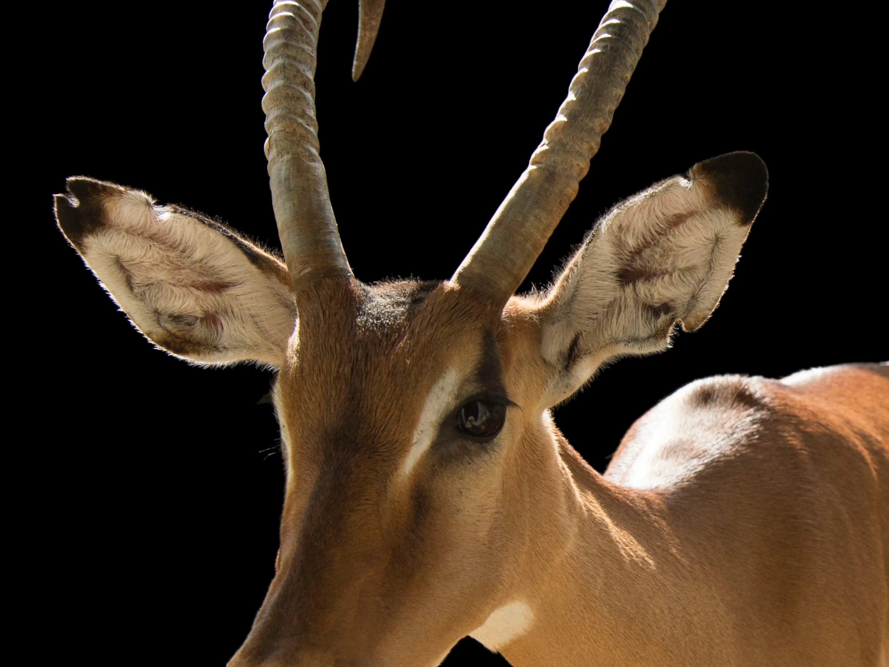 Impala Animal