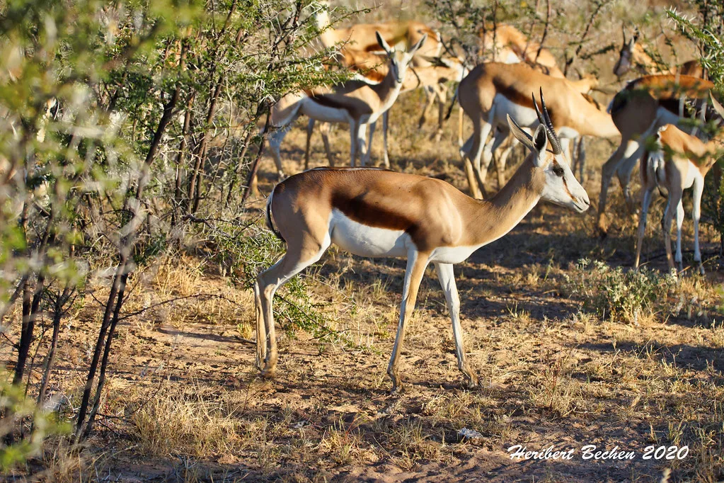 Impala Antilope Impala Flickr