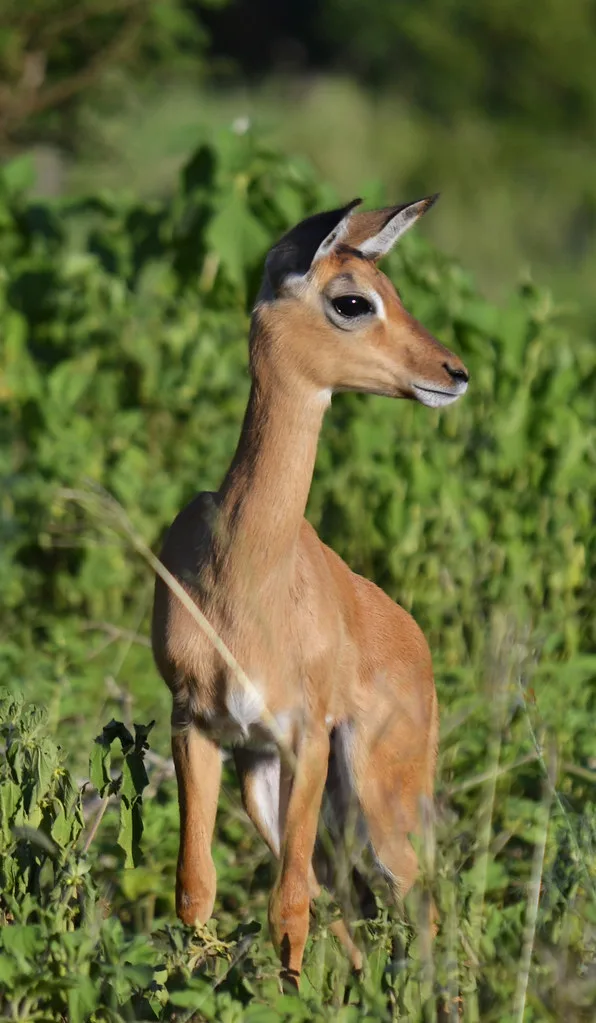 Impala Baby Impala Vaughan Leiberum Flickr